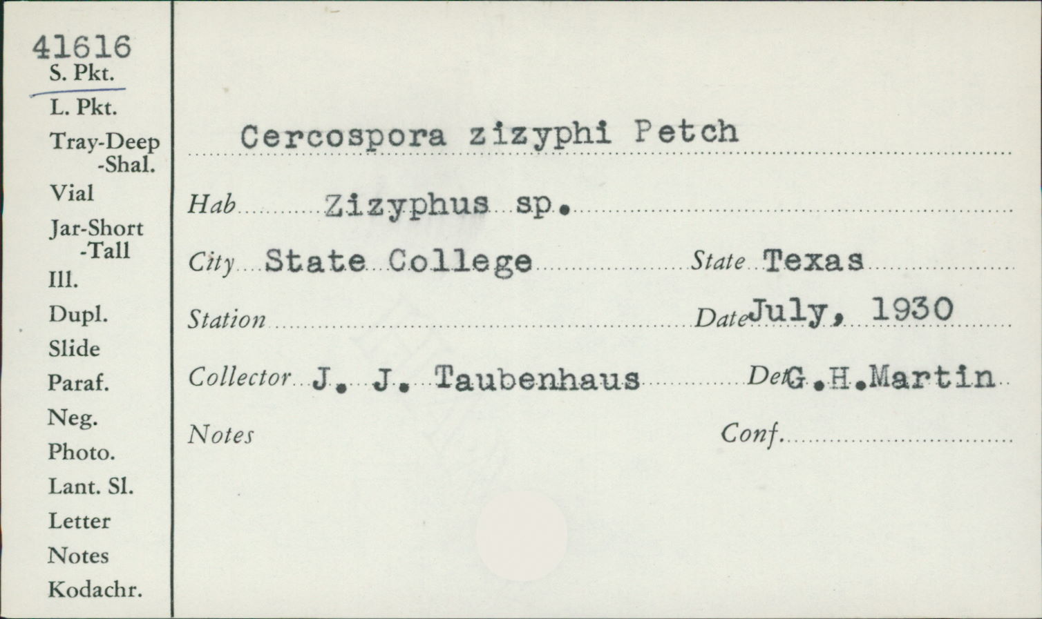 Cercospora zizyphi image