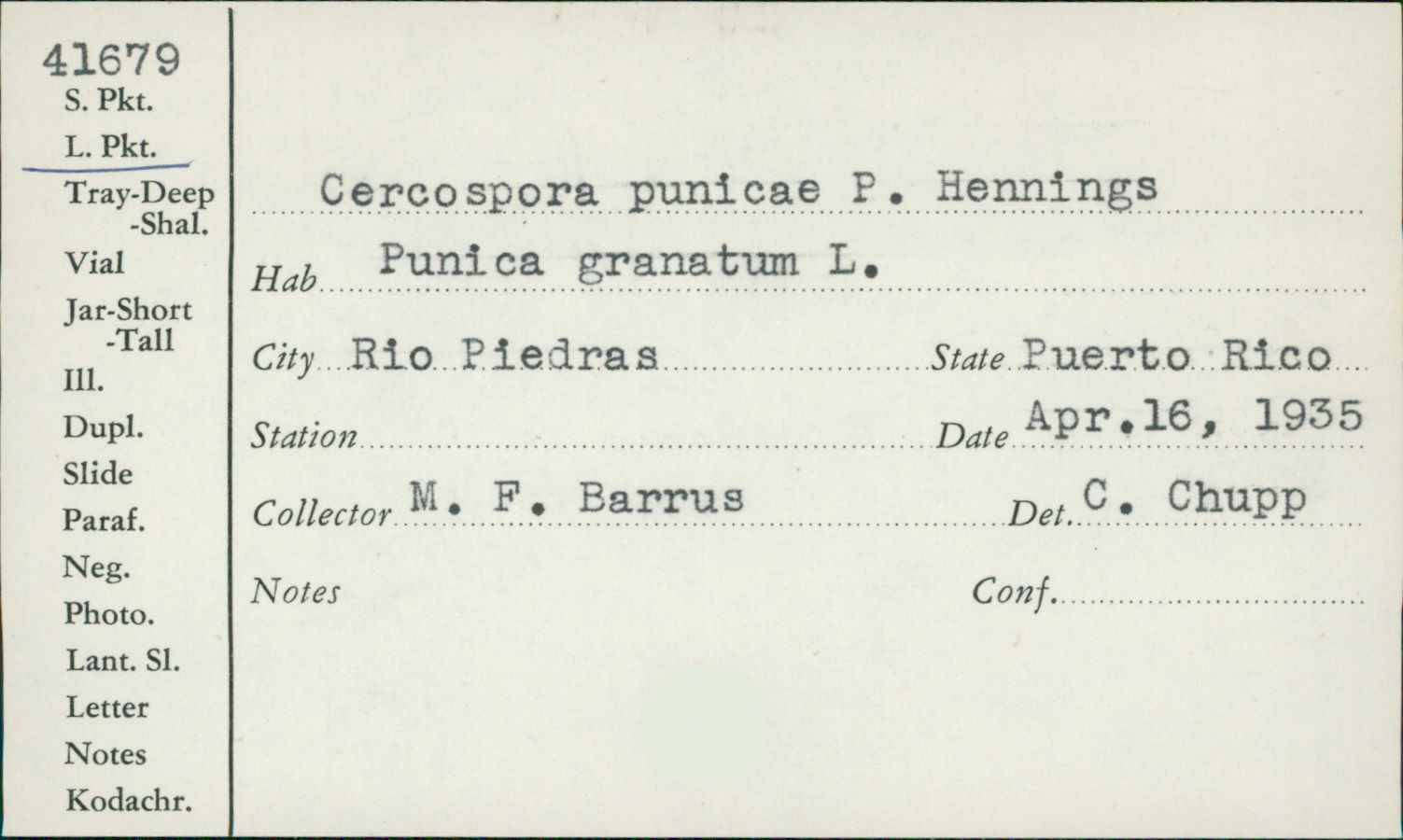 Cercospora punicae image