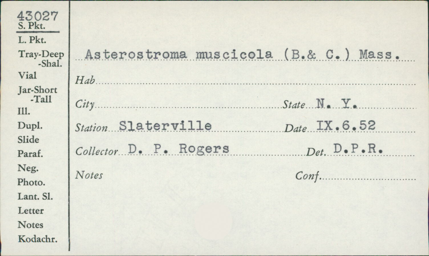 Asterostroma muscicola image