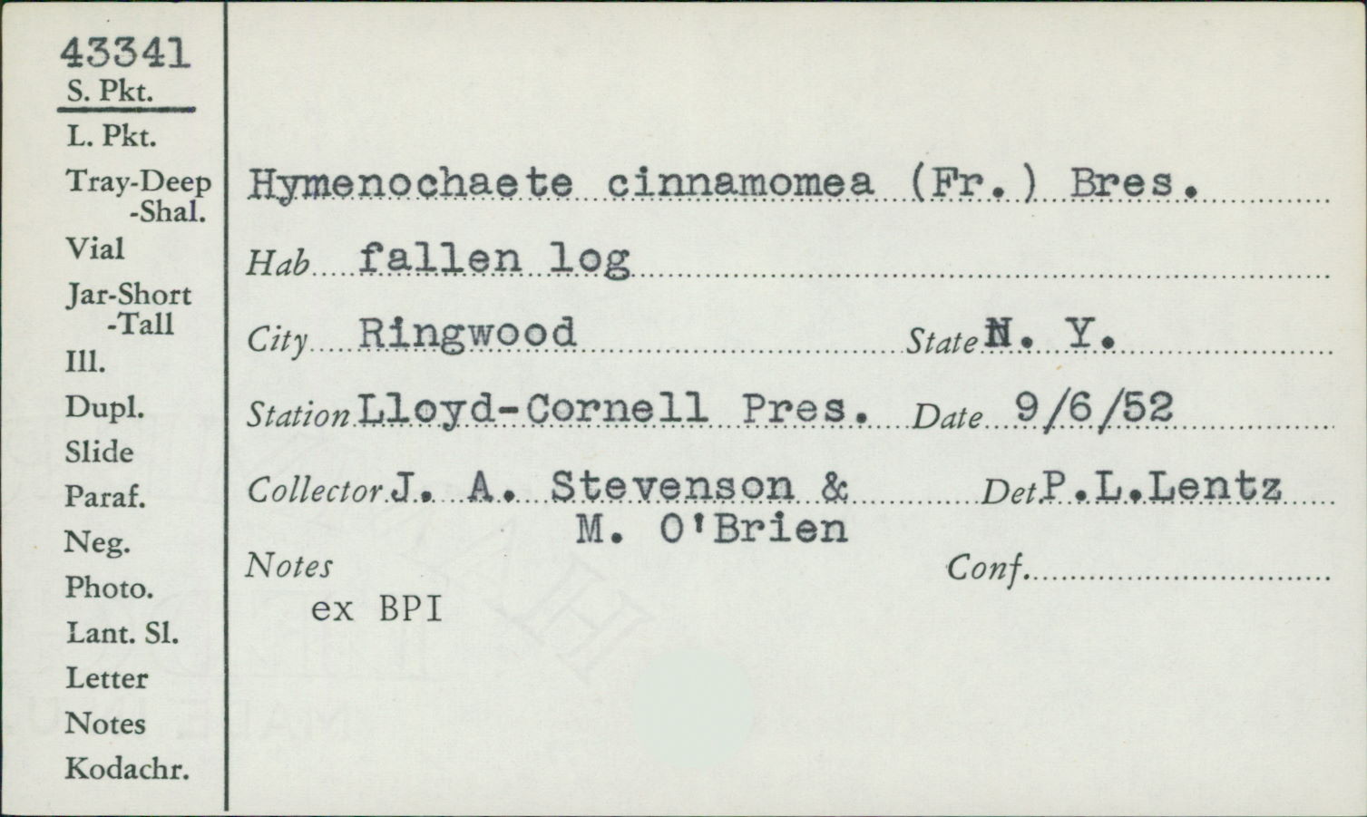 Hymenochaete cinnamomea image