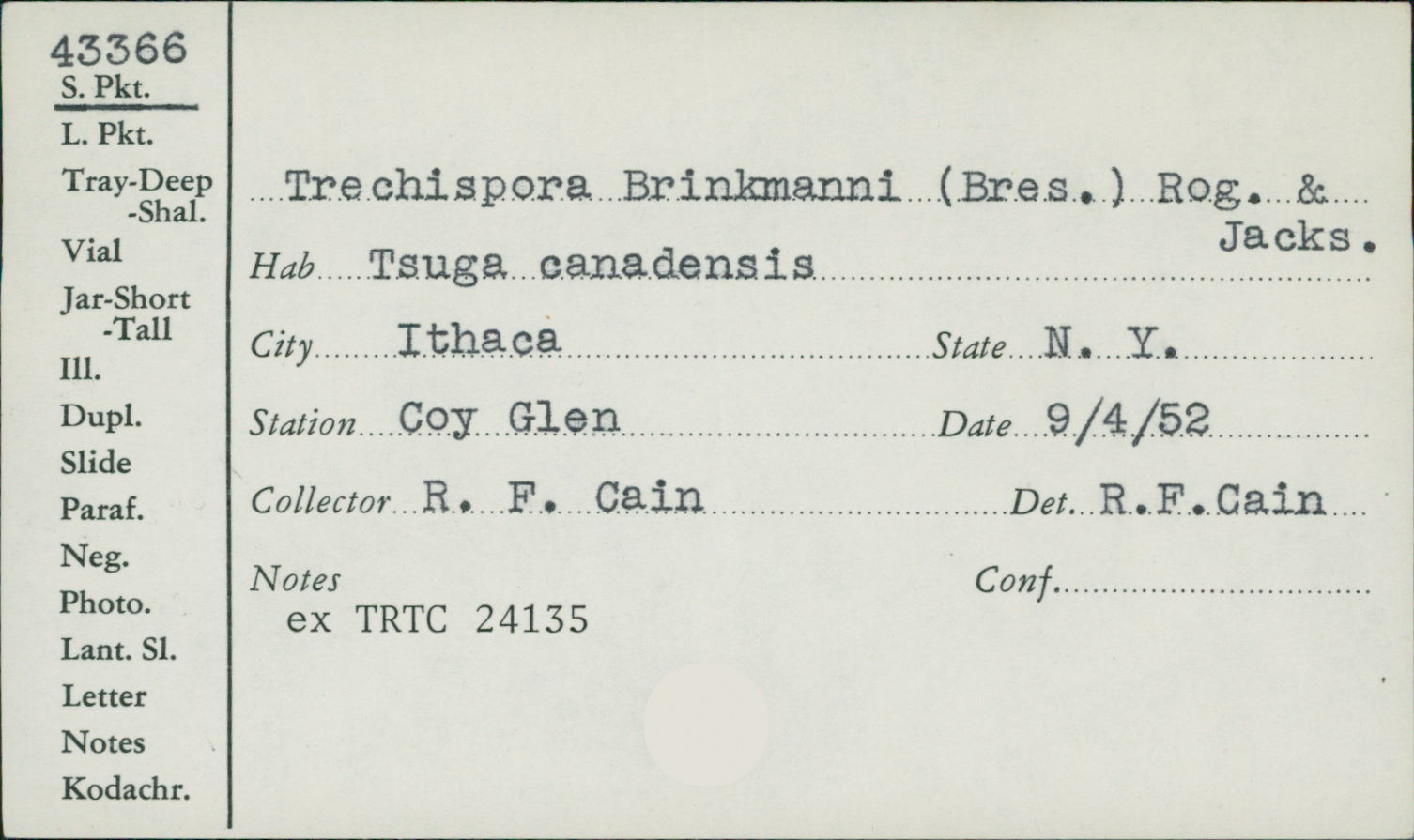 Trechispora brinkmanni image