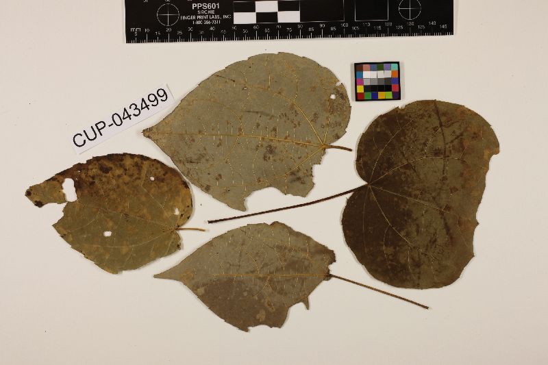 Melampsora aleuritidis image