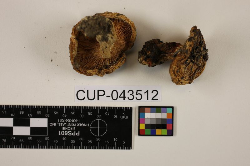 Cystolepiota fumosifolia image