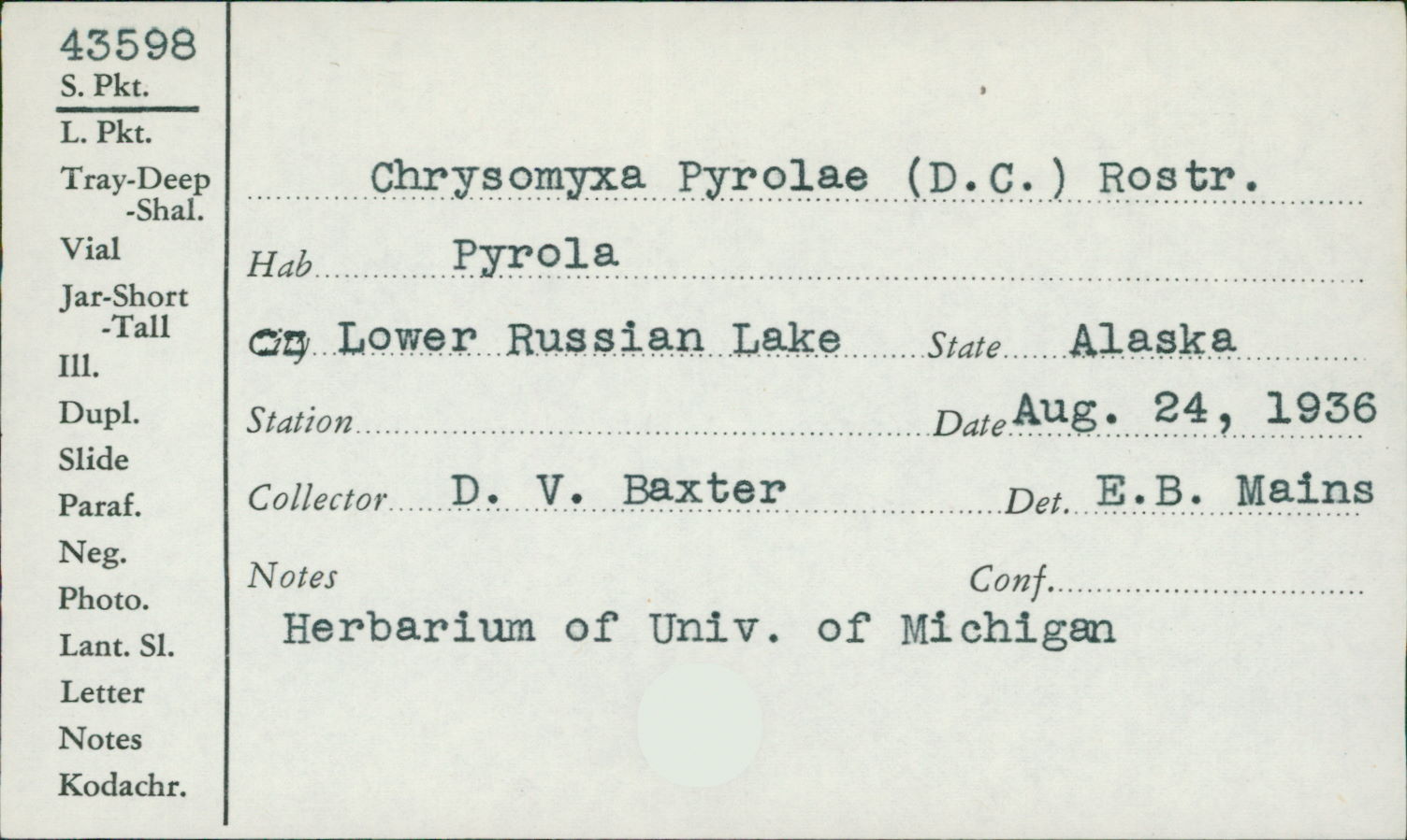Chrysomyxa pyrolae image