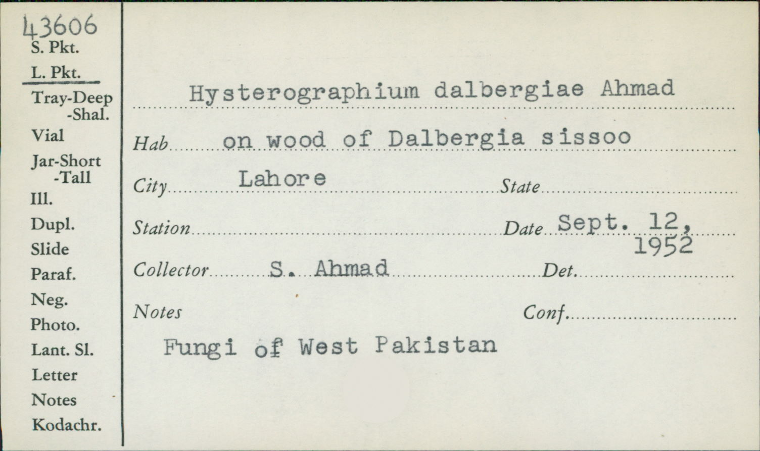 Hysterographium dalbergiae image