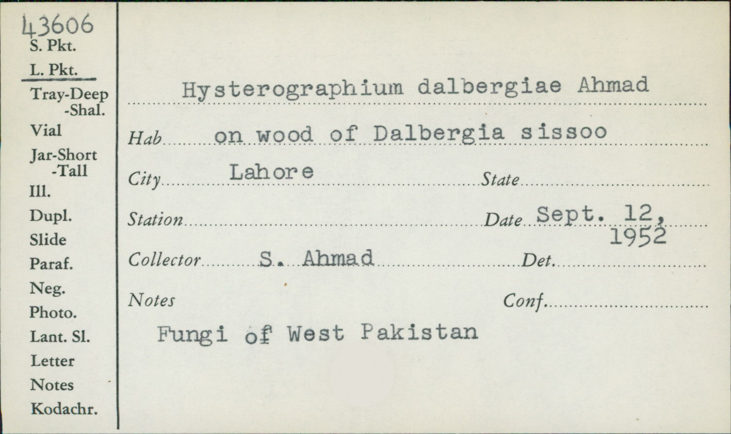 Hysterographium dalbergiae image