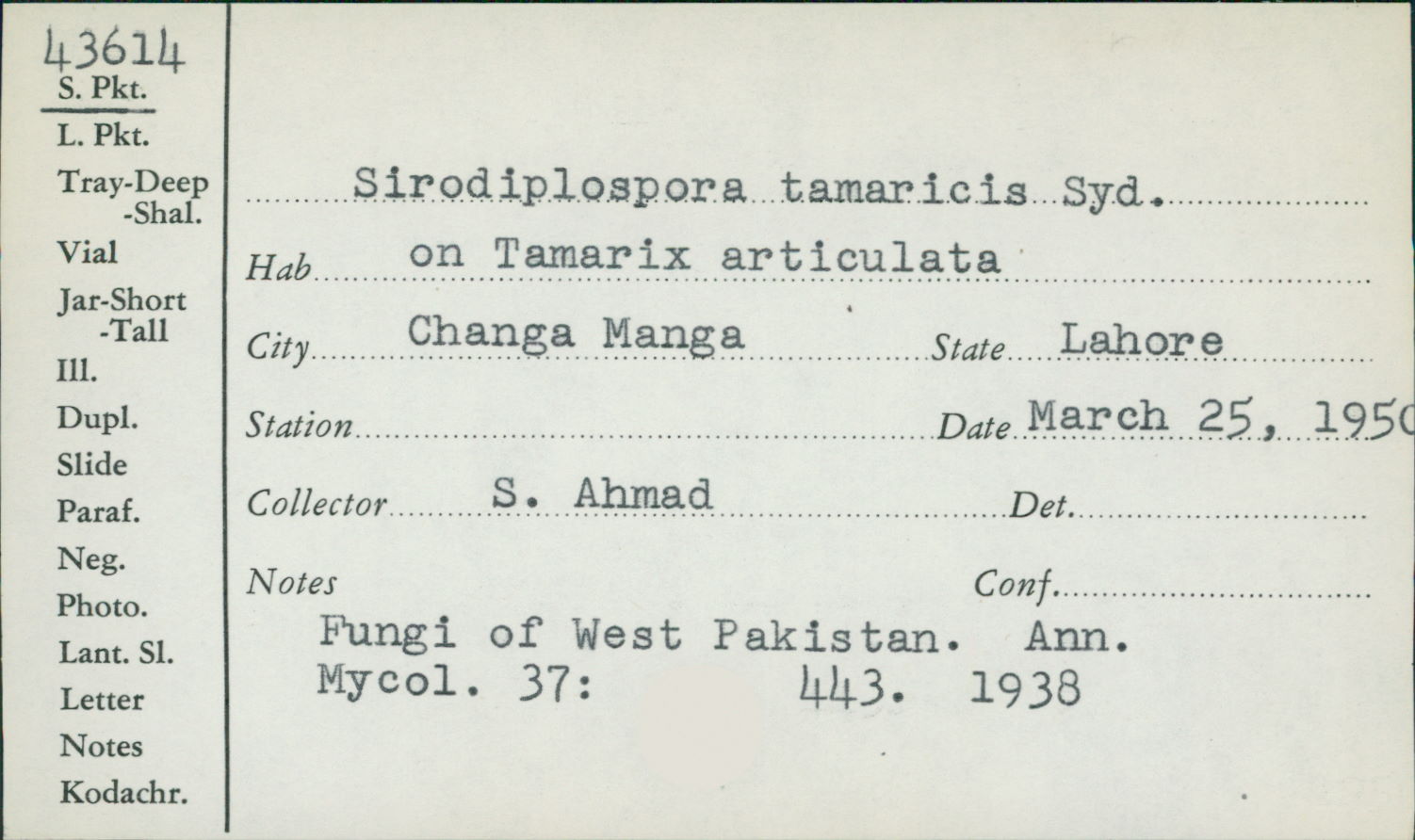 Sirodiplospora tamaricis image