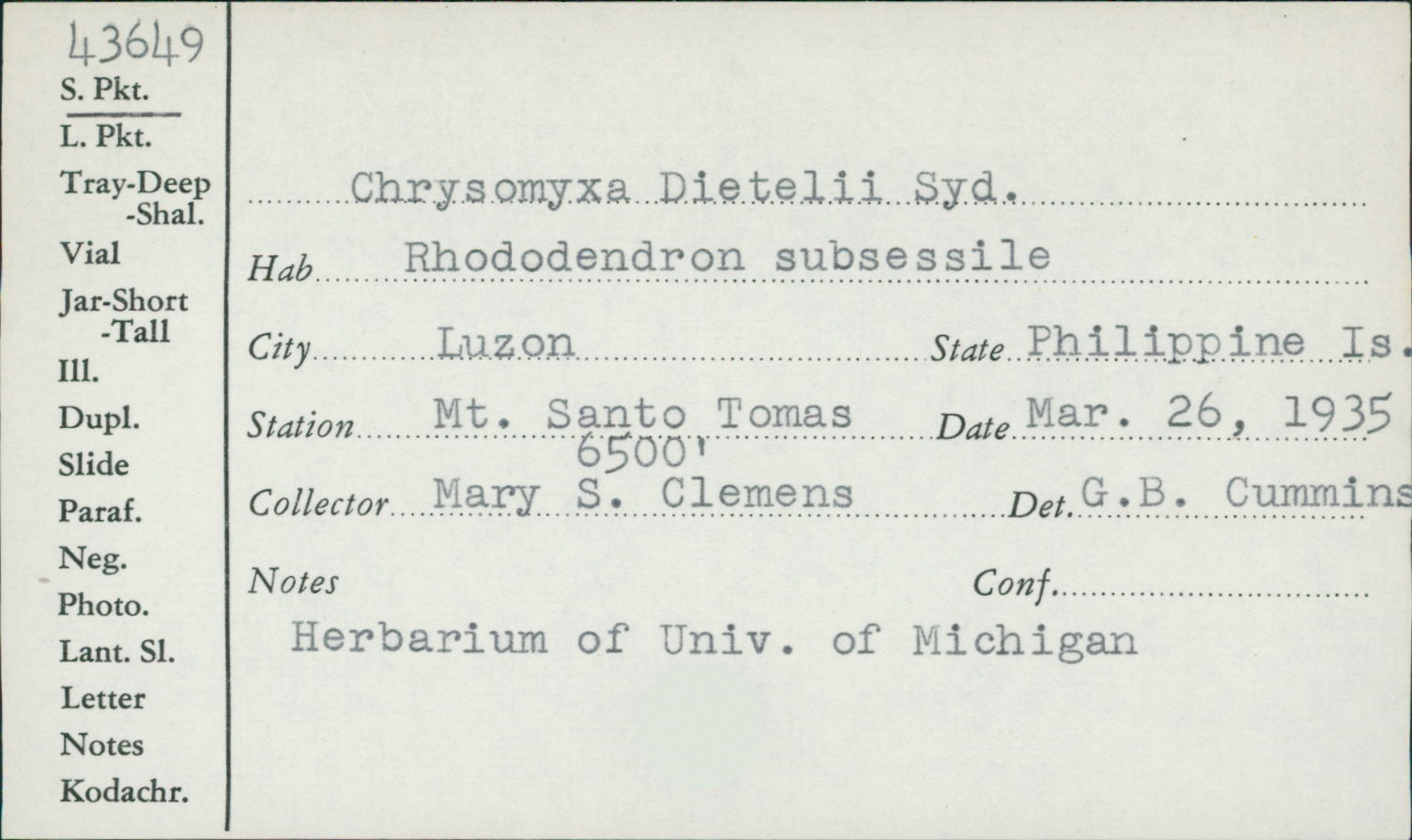 Chrysomyxa dietelii image