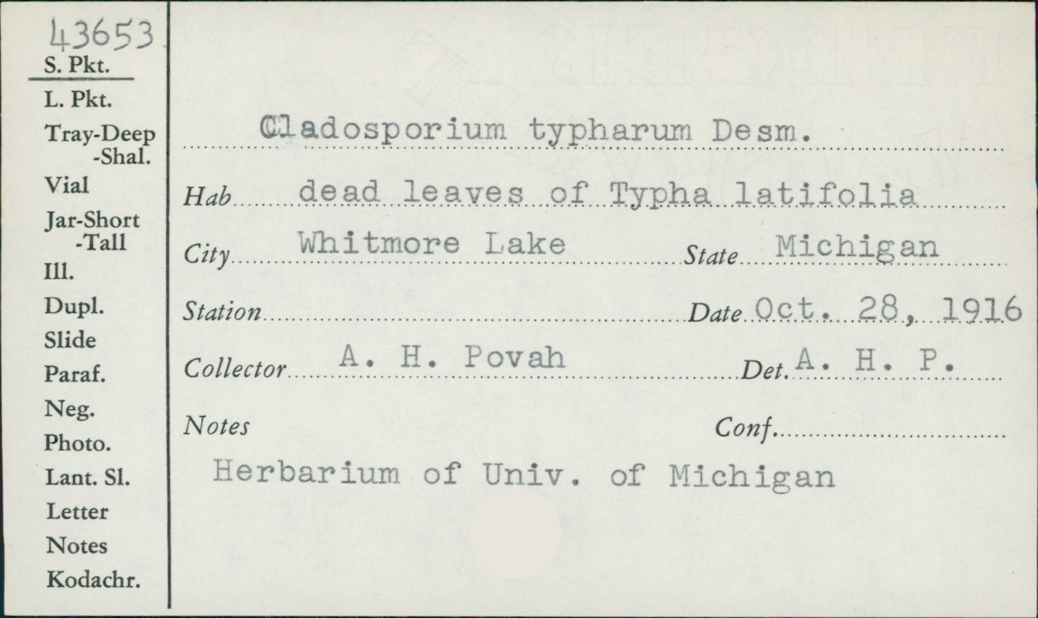 Cladosporium typharum image
