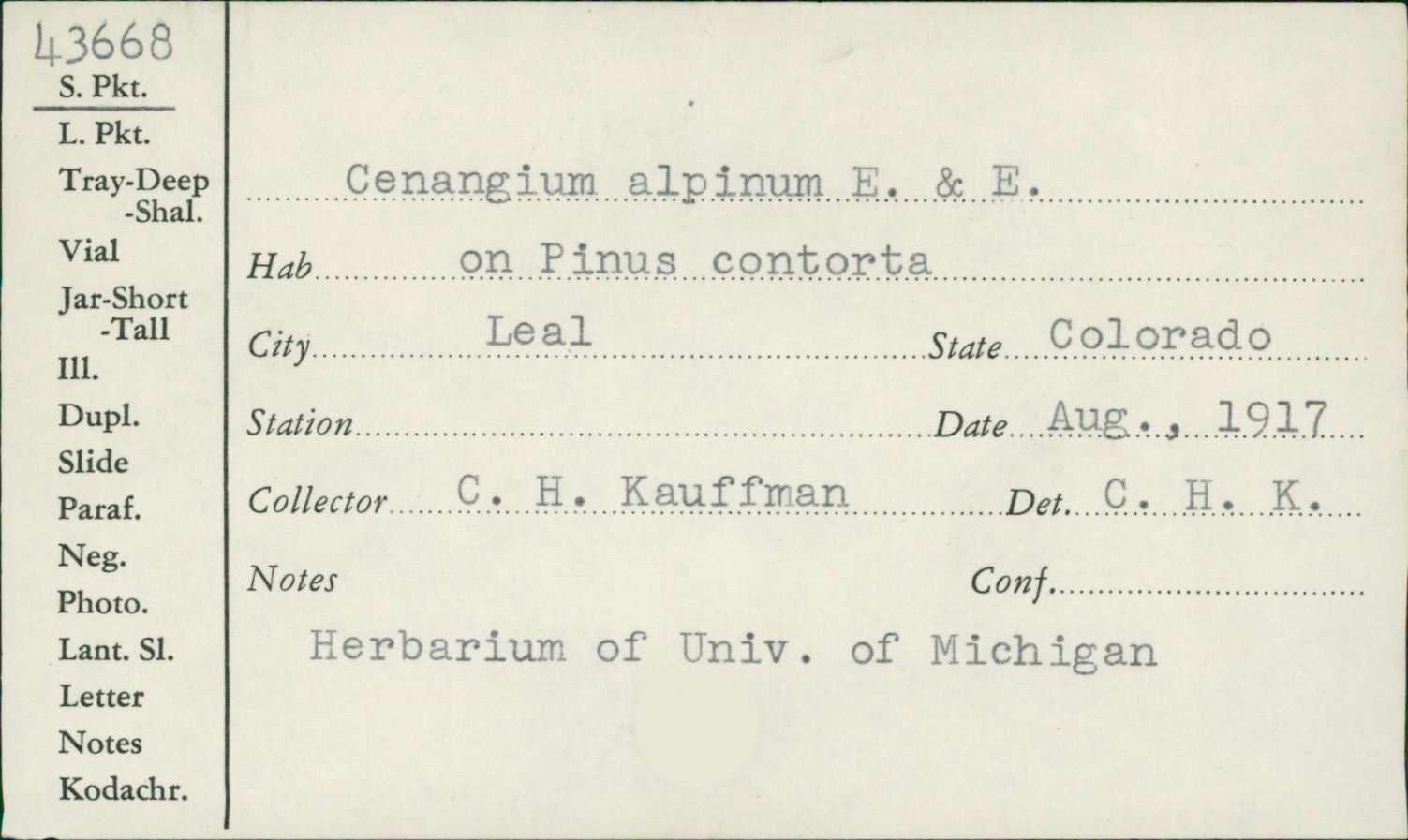 Cenangium alpinum image