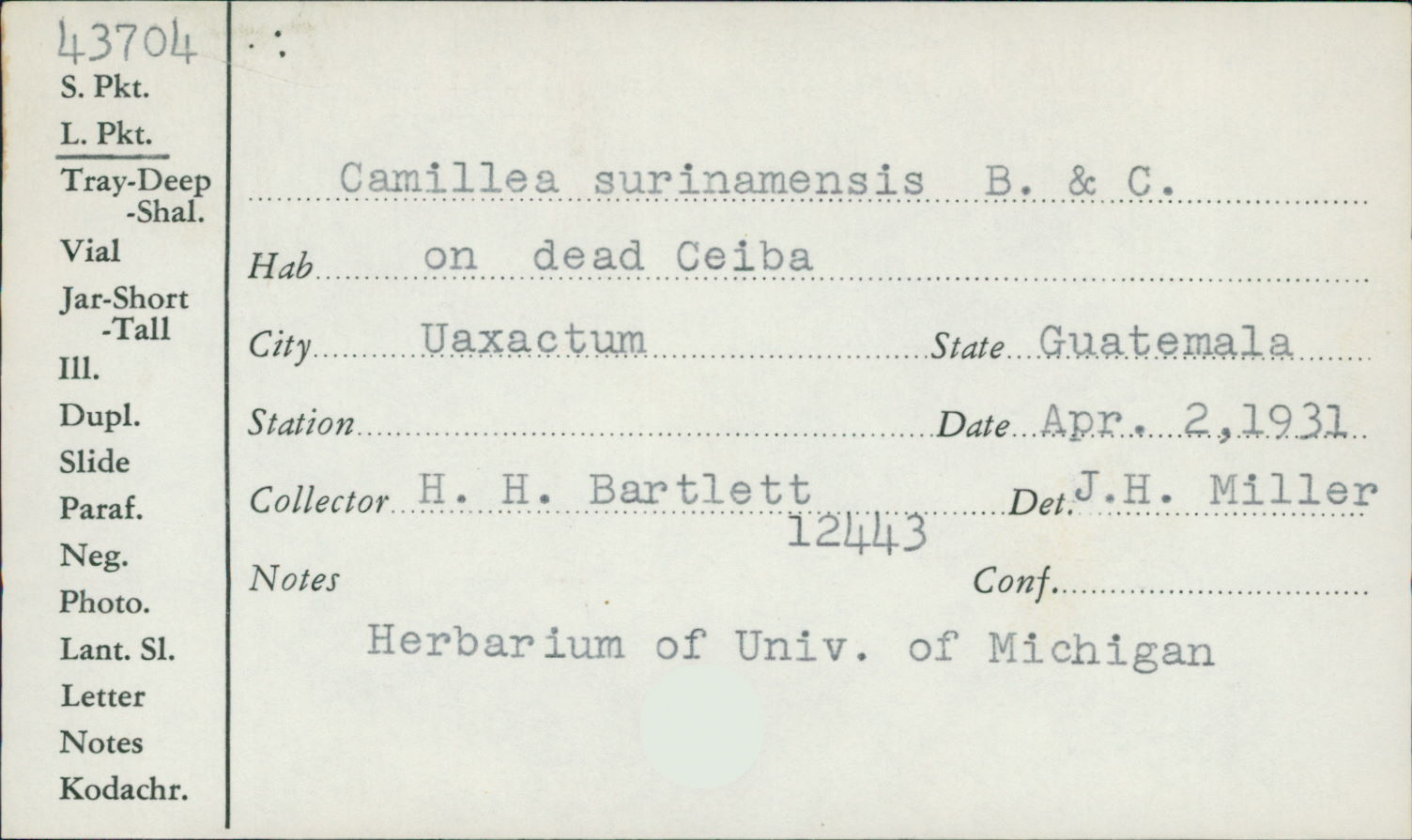 Camillea surinamensis image