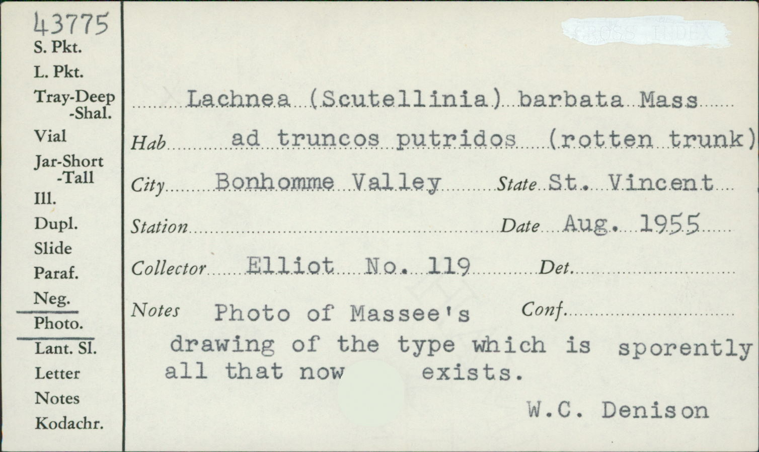 Lachnea barbata image