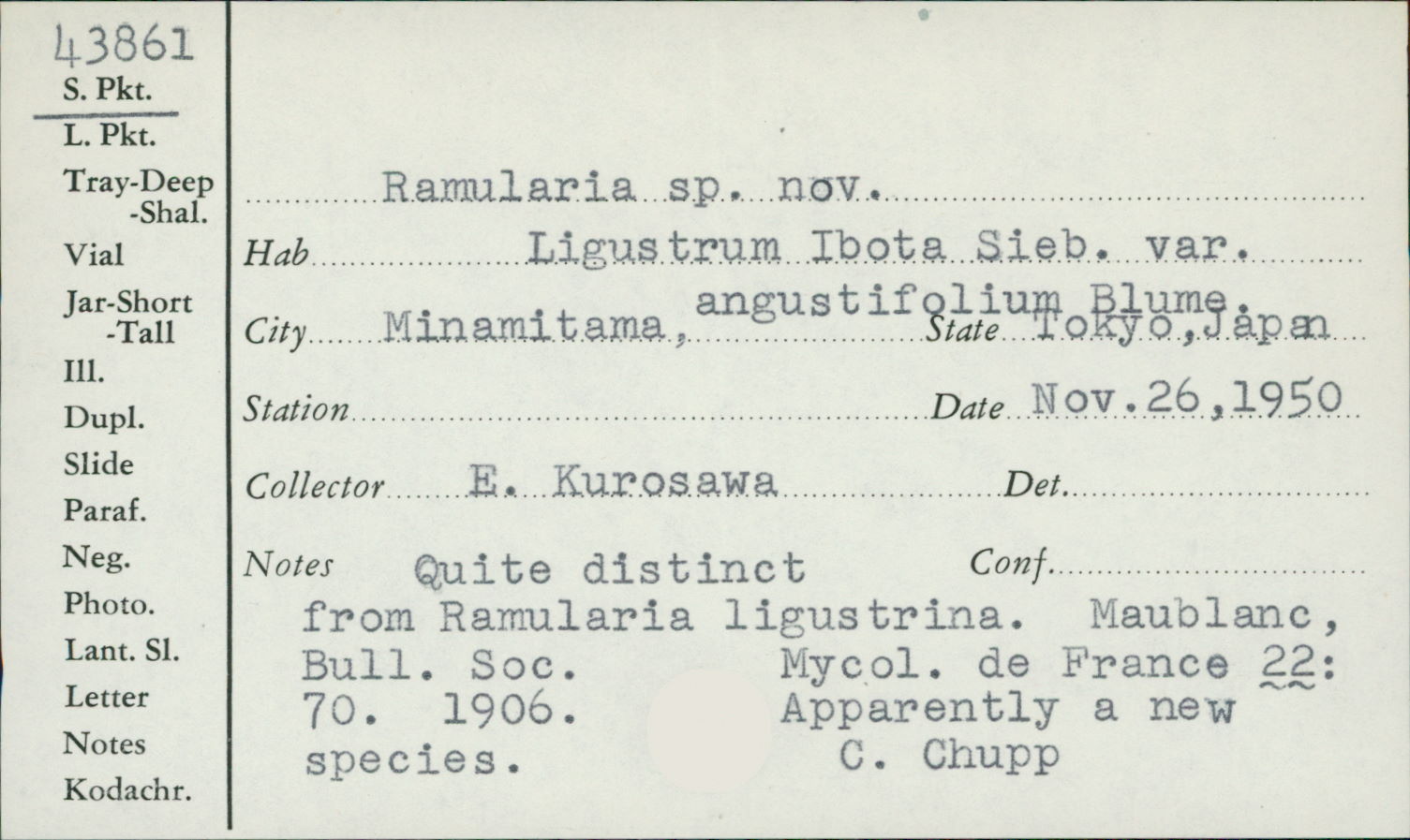 Ramularia ligustrina image