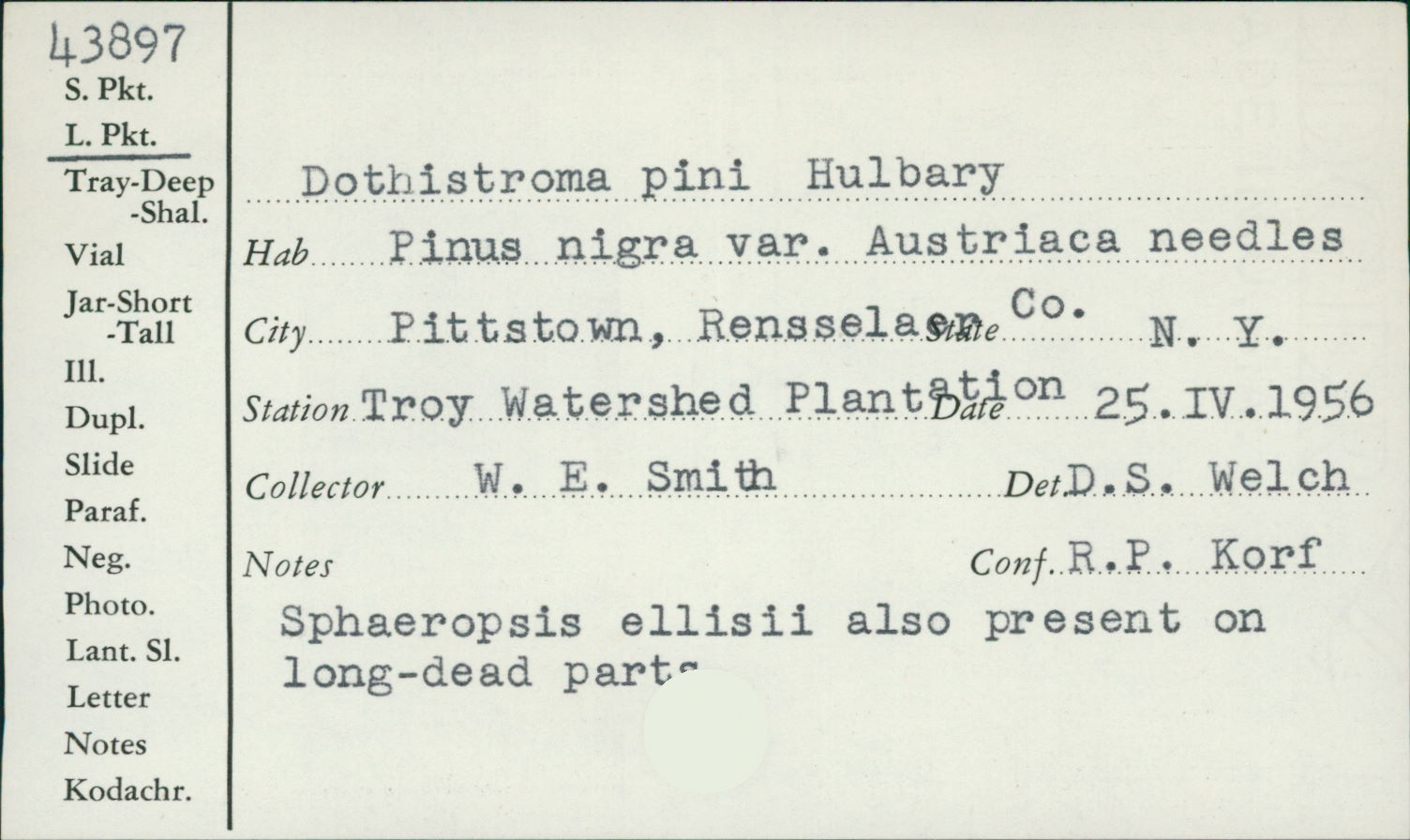 Dothistroma pini image