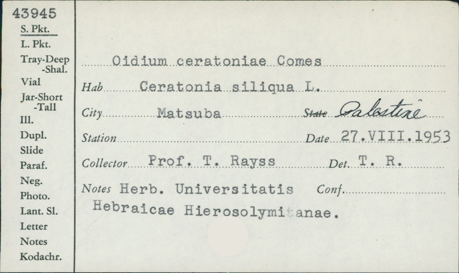 Oidium ceratoniae image