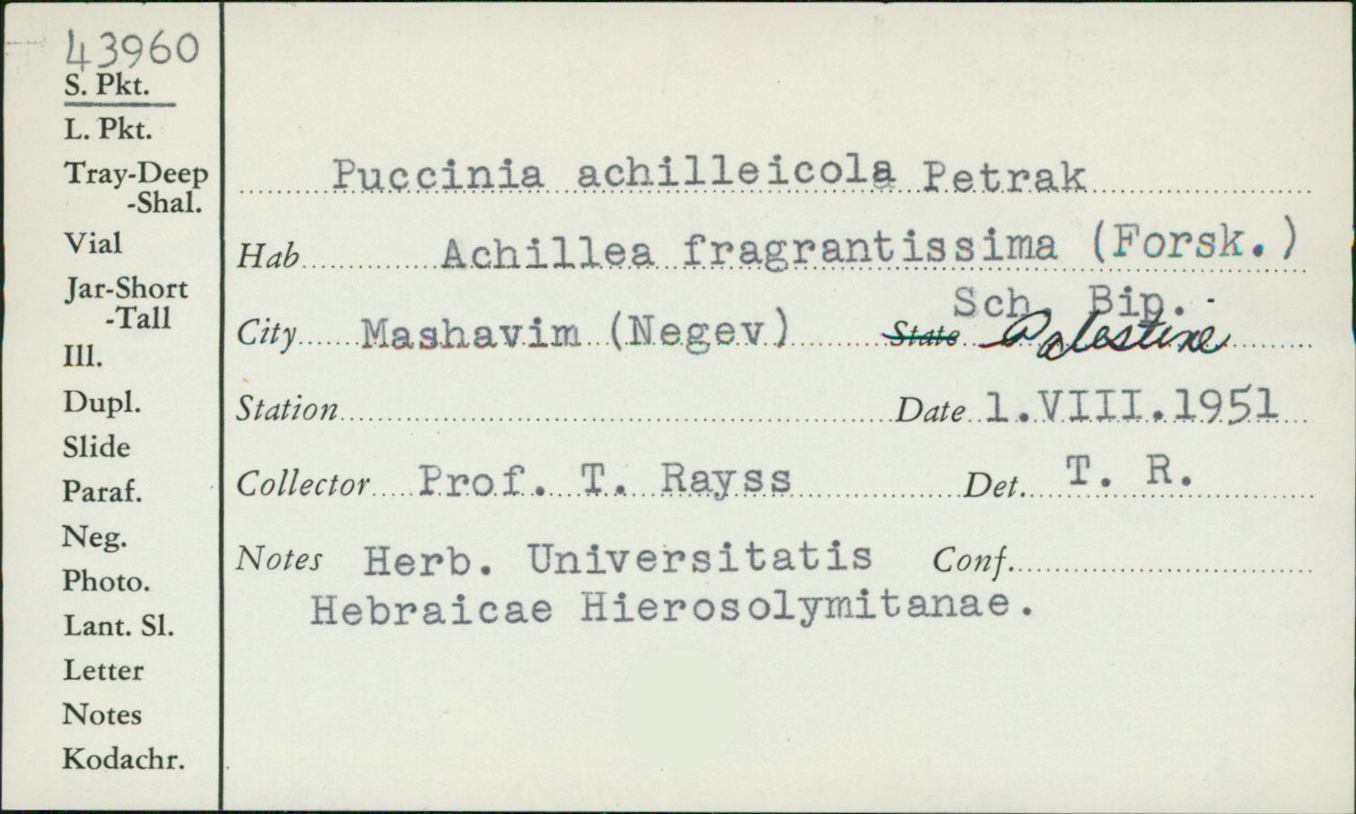 Puccinia achilleicola image