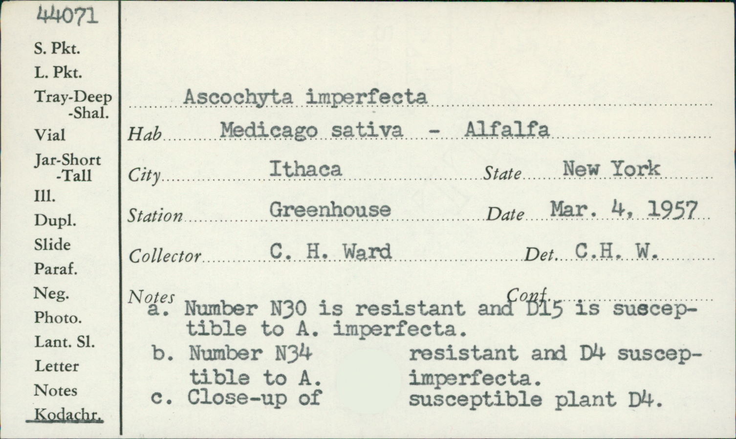 Ascochyta imperfecta image