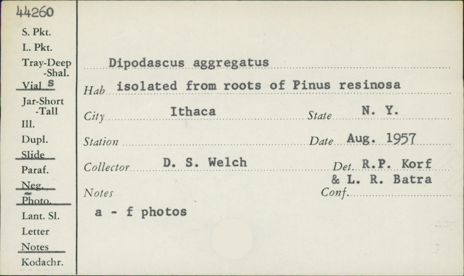 Dipodascus aggregatus image