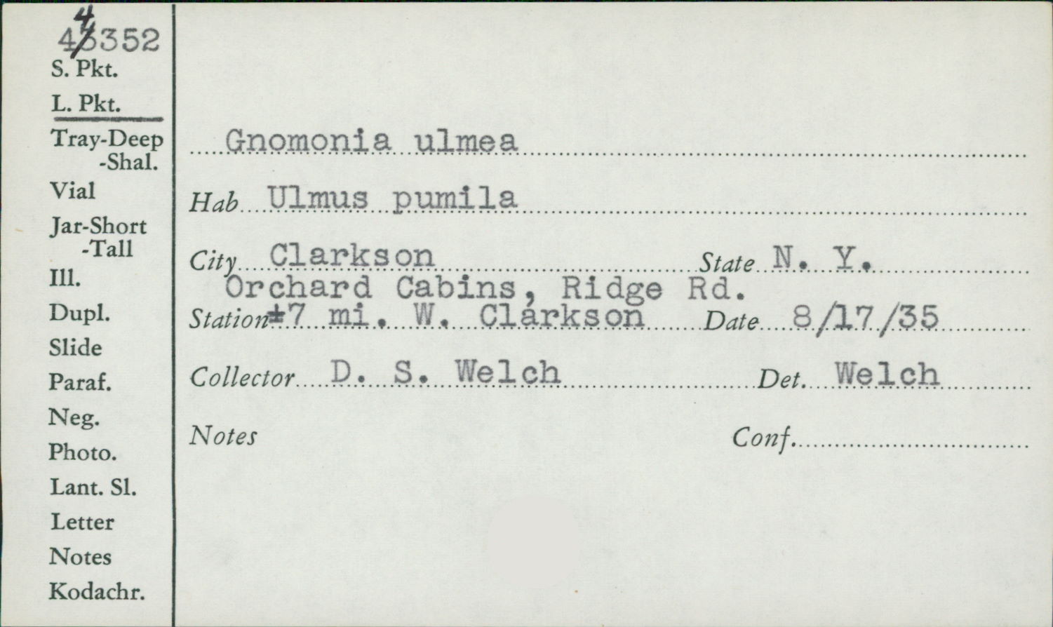 Stegophora ulmea image