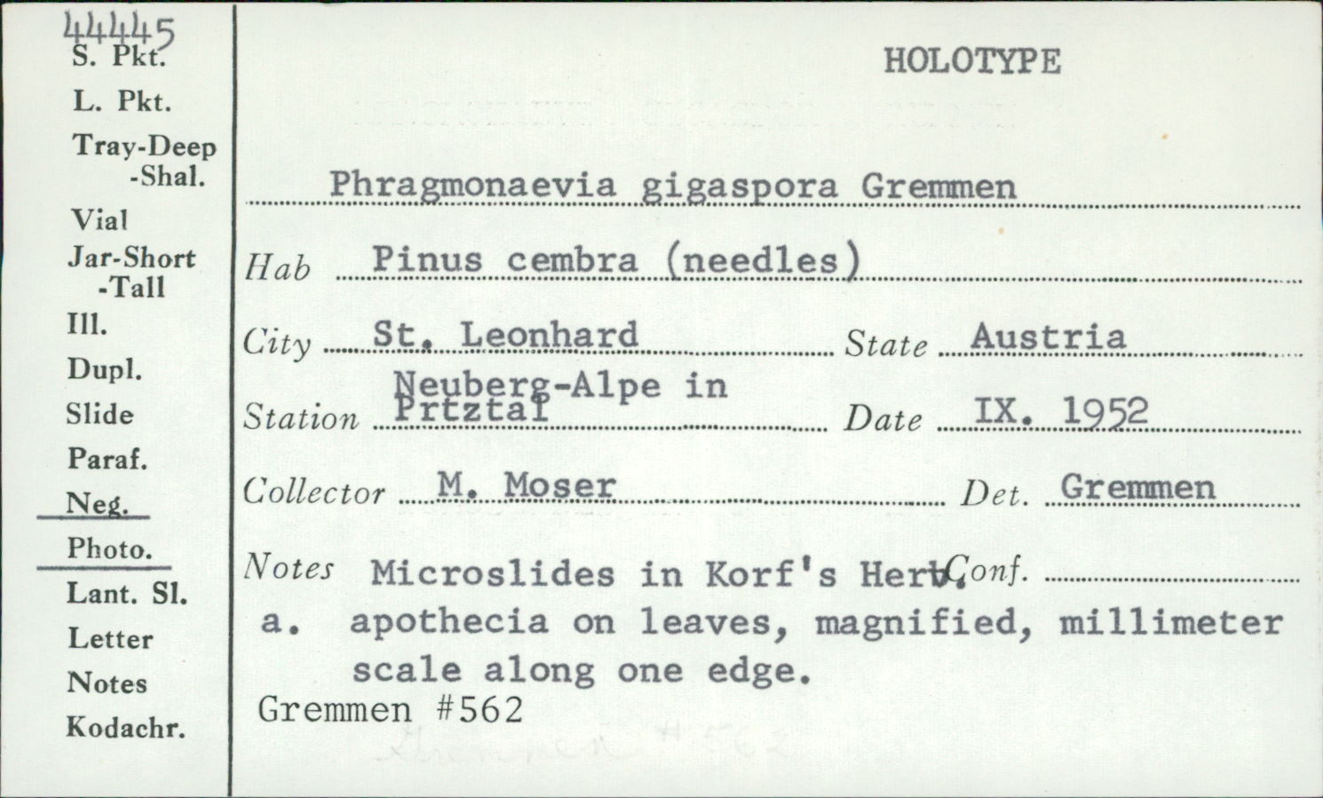 Phragmonaevia gigaspora image