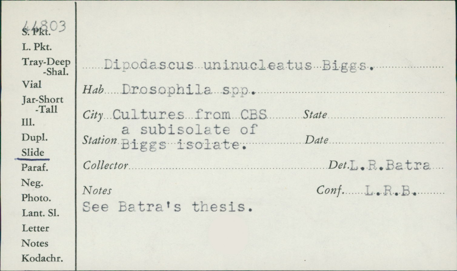 Lipomycetaceae image