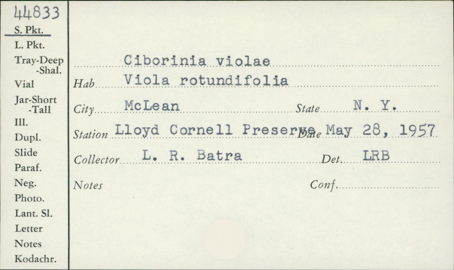 Ciborinia violae image