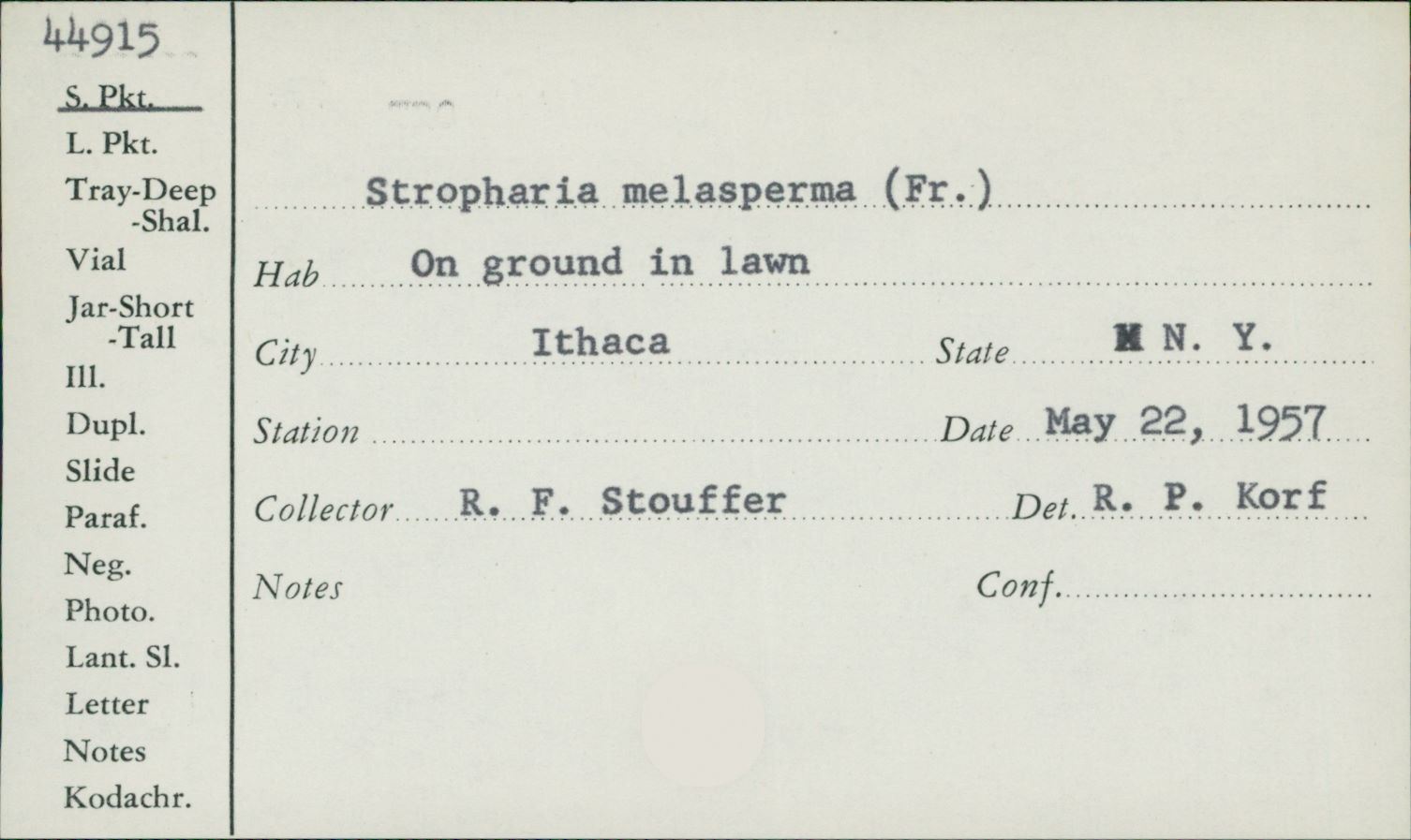 Stropharia melasperma image