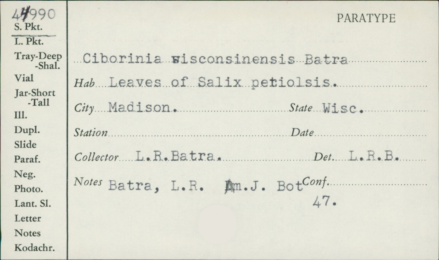 Ciborinia wisconsinensis image