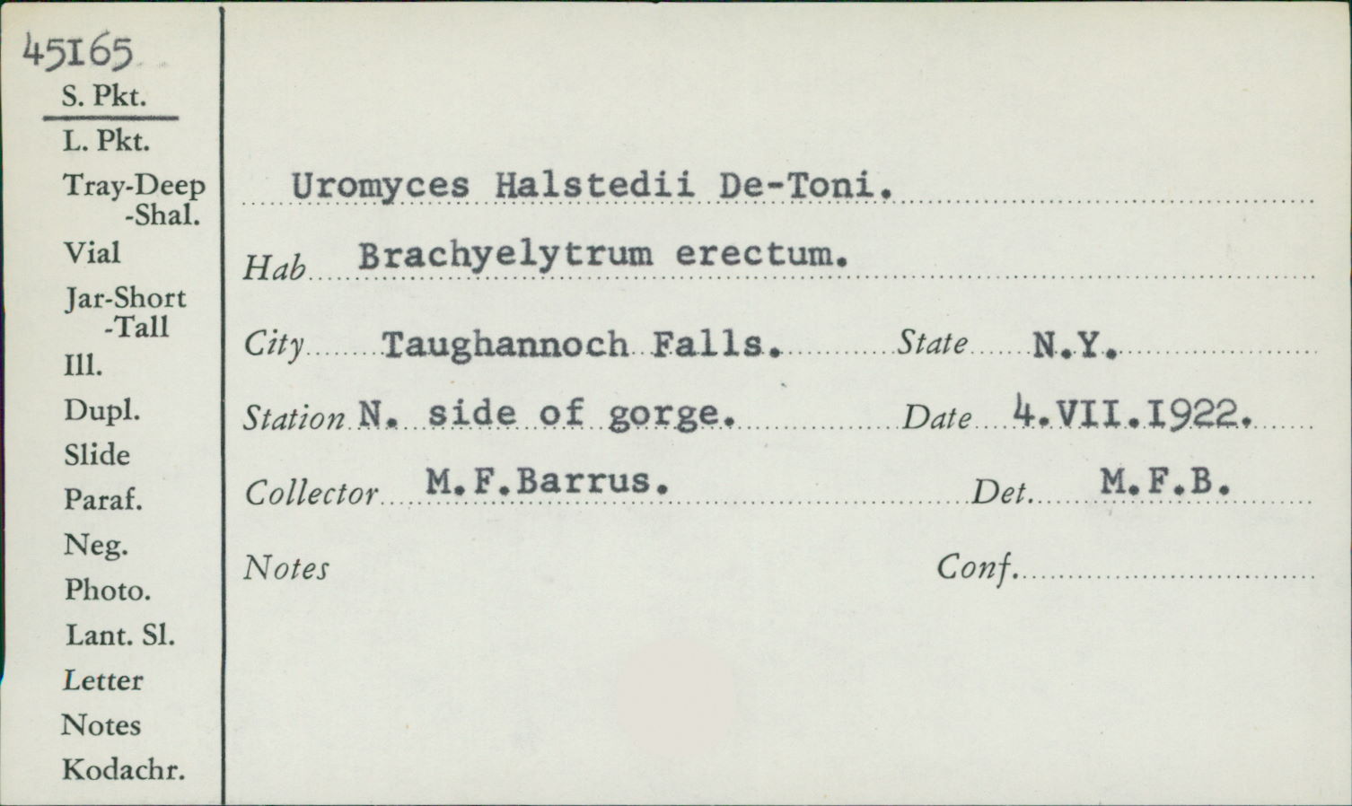 Uromyces halstedii image