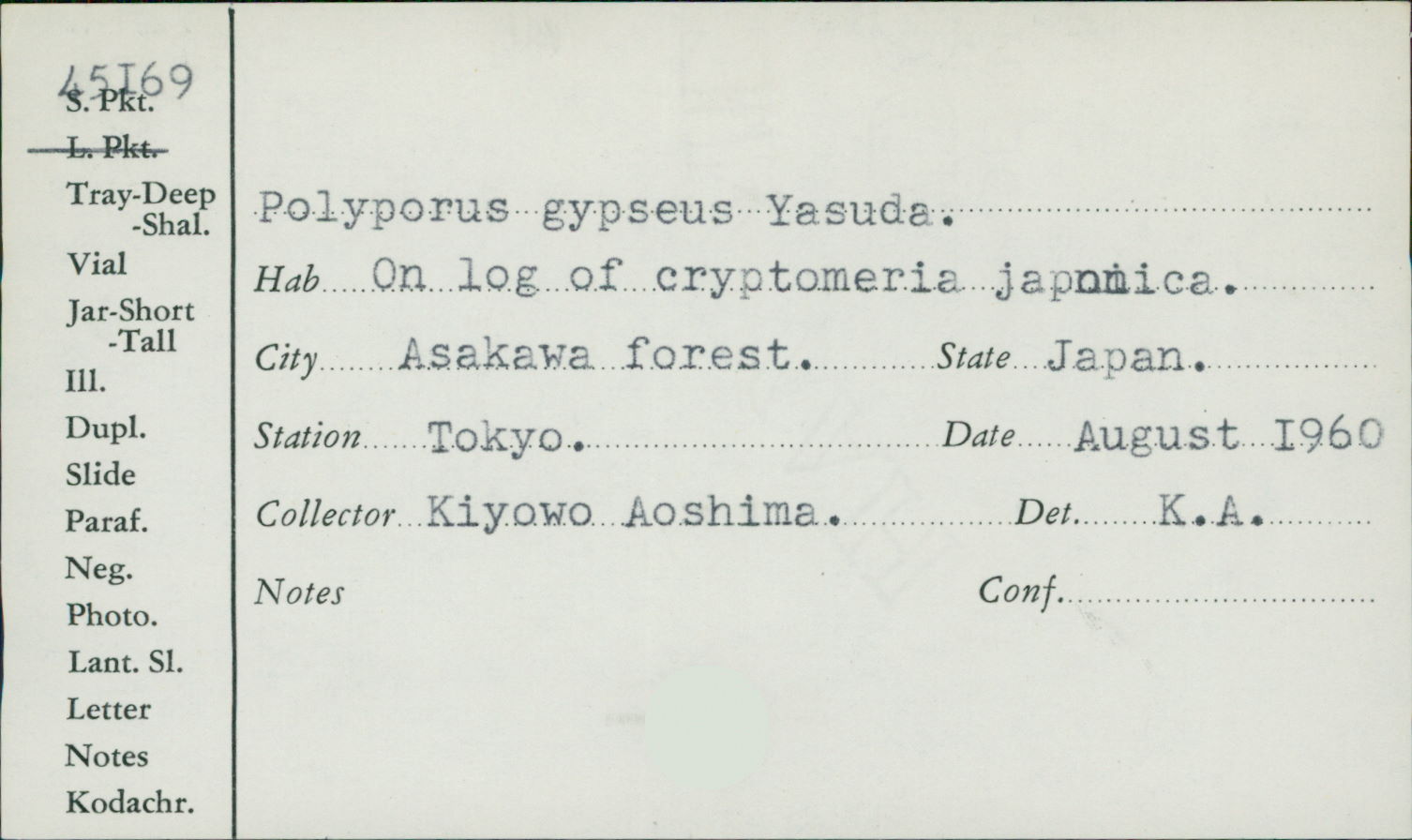 Polyporus gypseus image