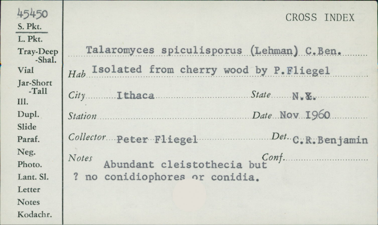 Talaromyces image