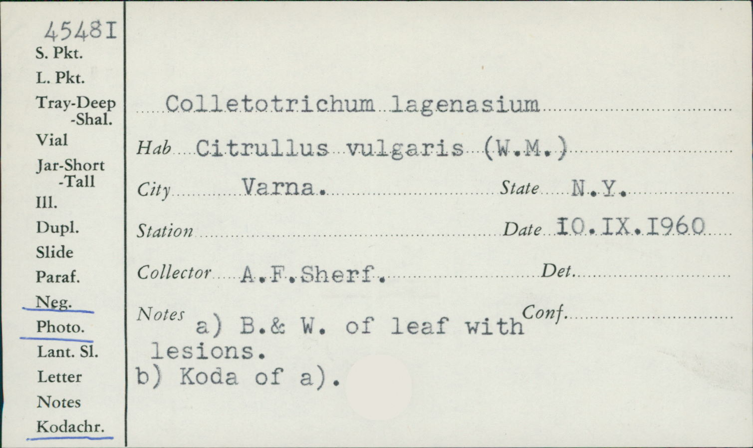 Colletotrichum lagenarium image