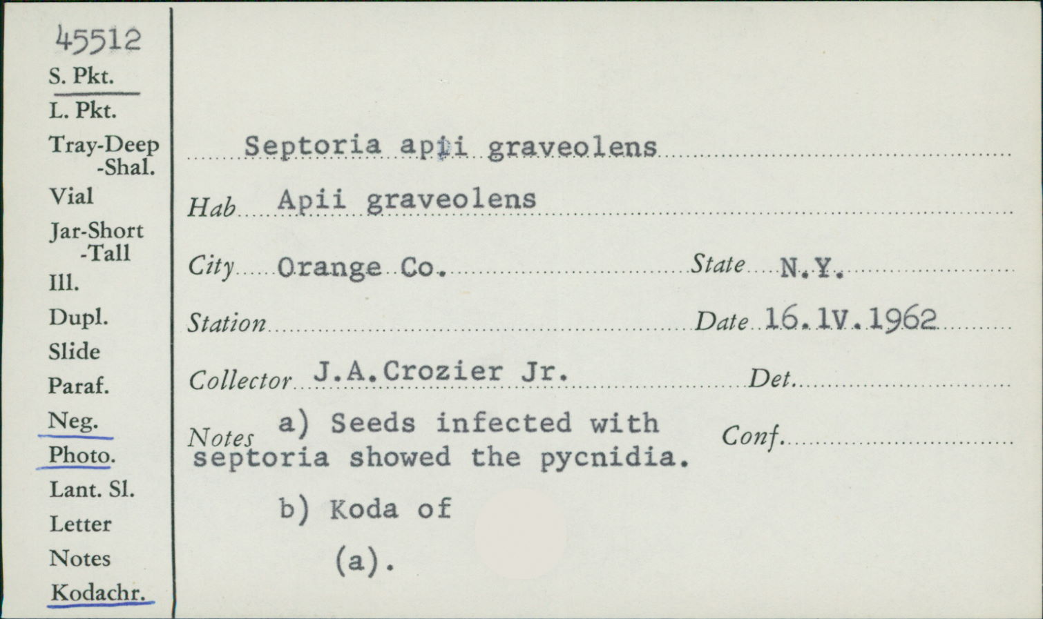 Septoria apii-graveolentes image