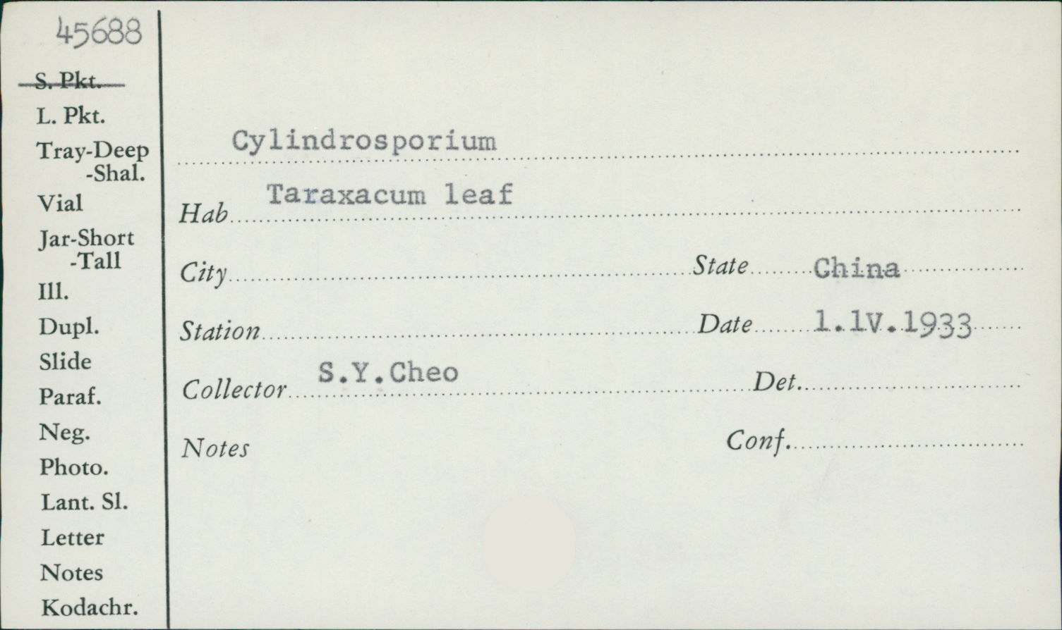 Cylindrosporium image