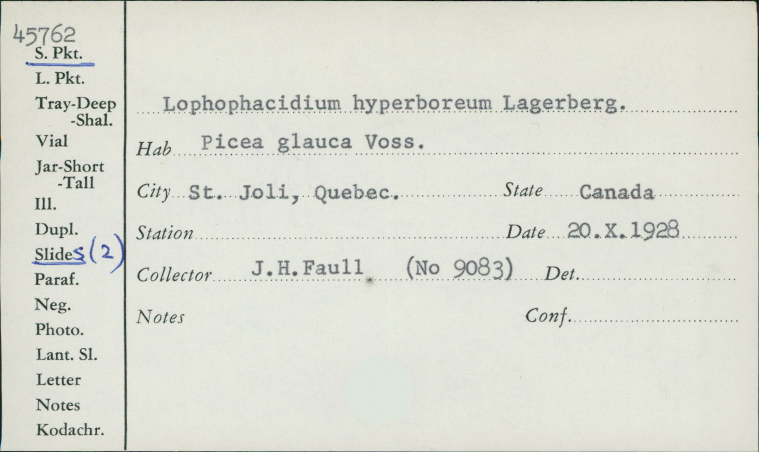 Lophophacidium hyperboreum image