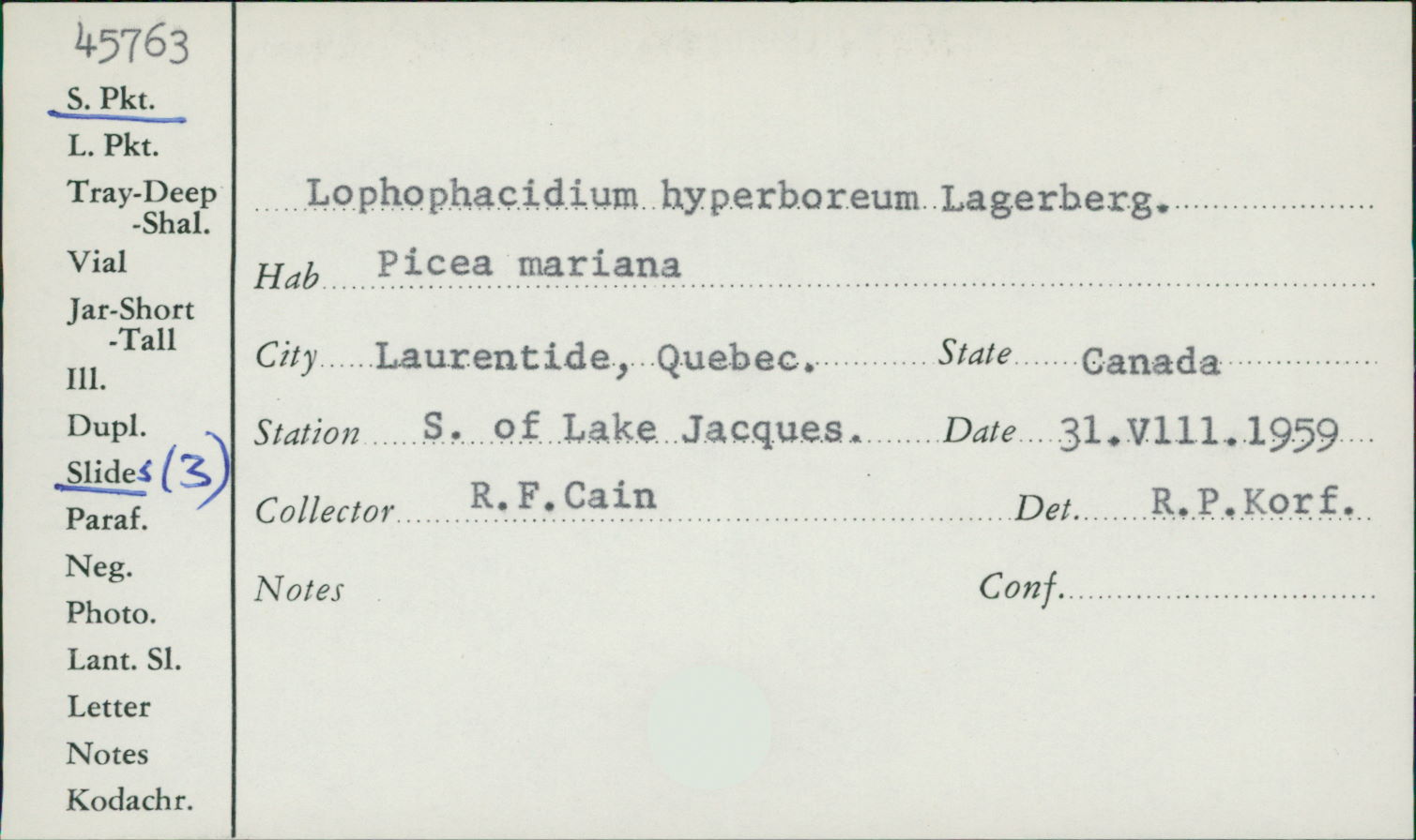 Lophophacidium image