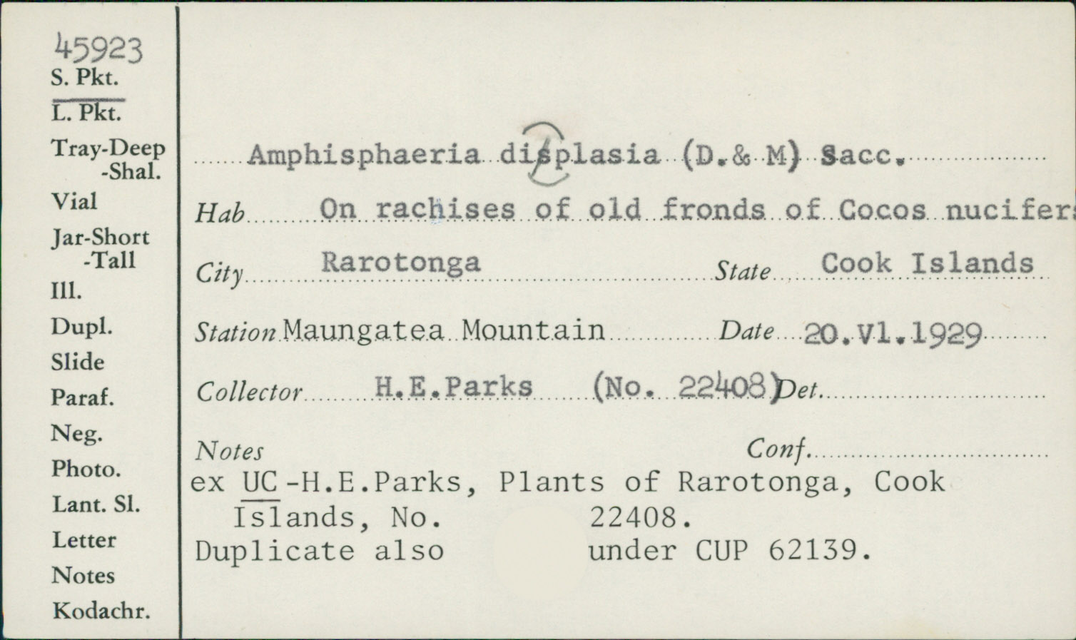 Amphisphaeria diplasia image