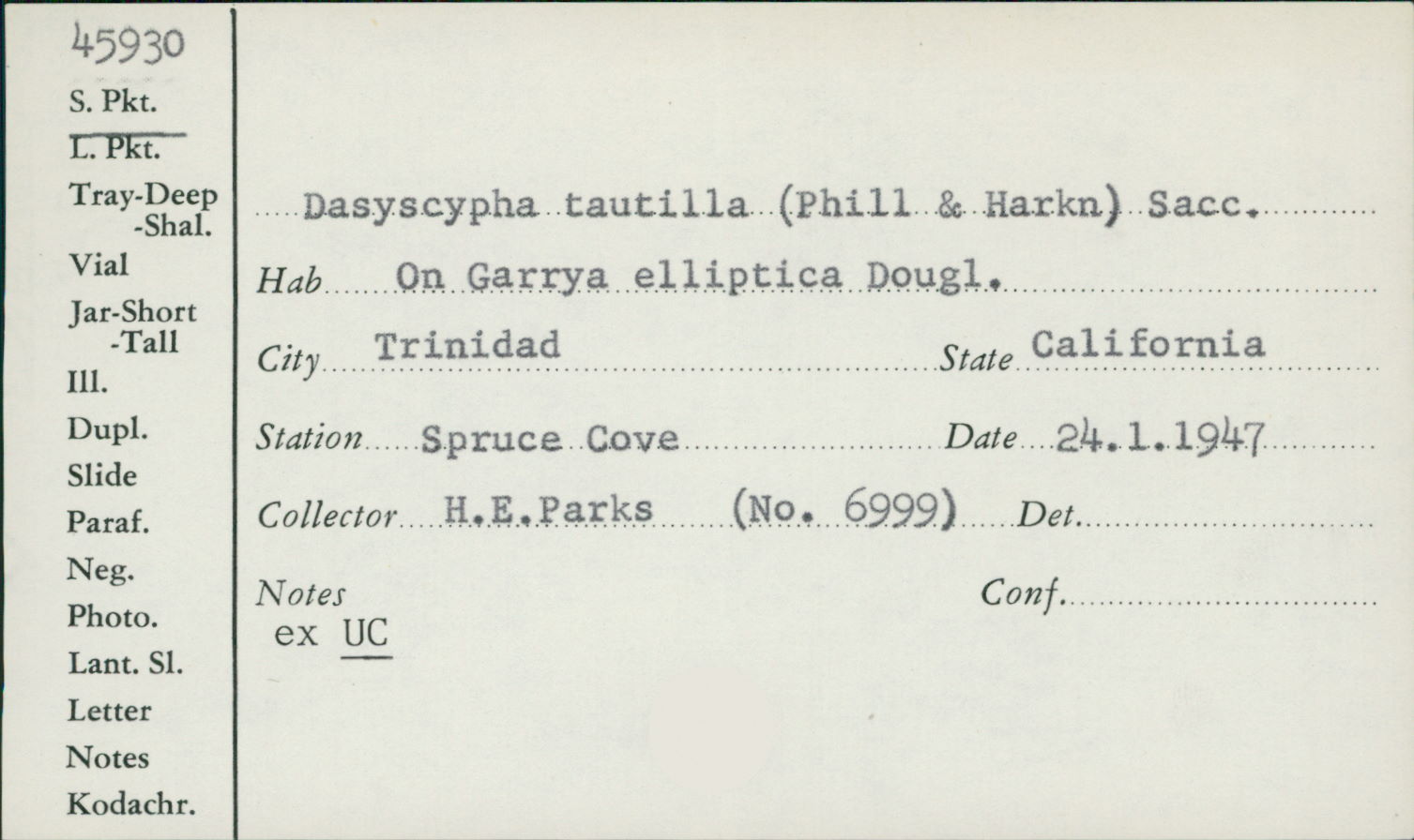 Dasyscypha tautillus image