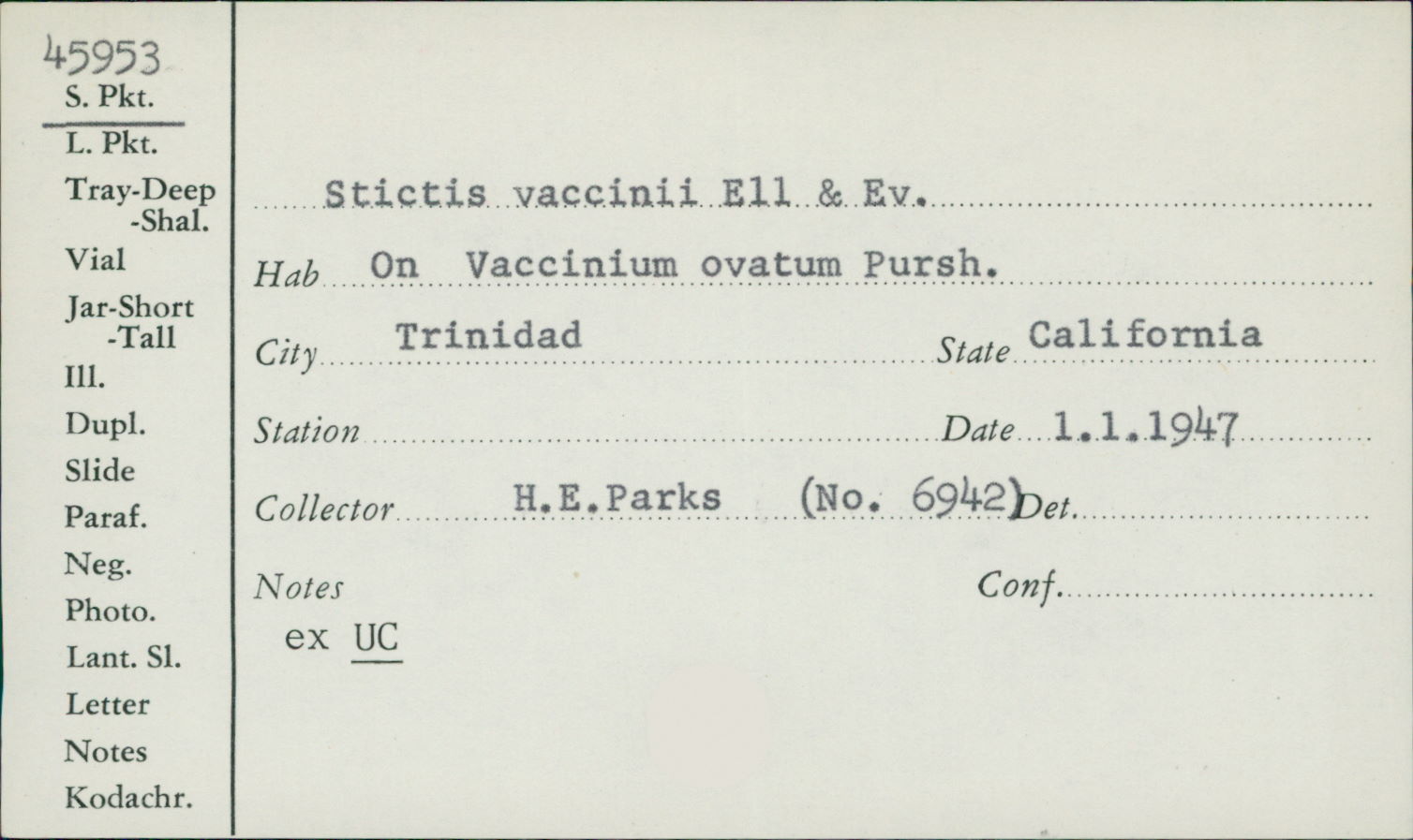 Stictis vaccinii image