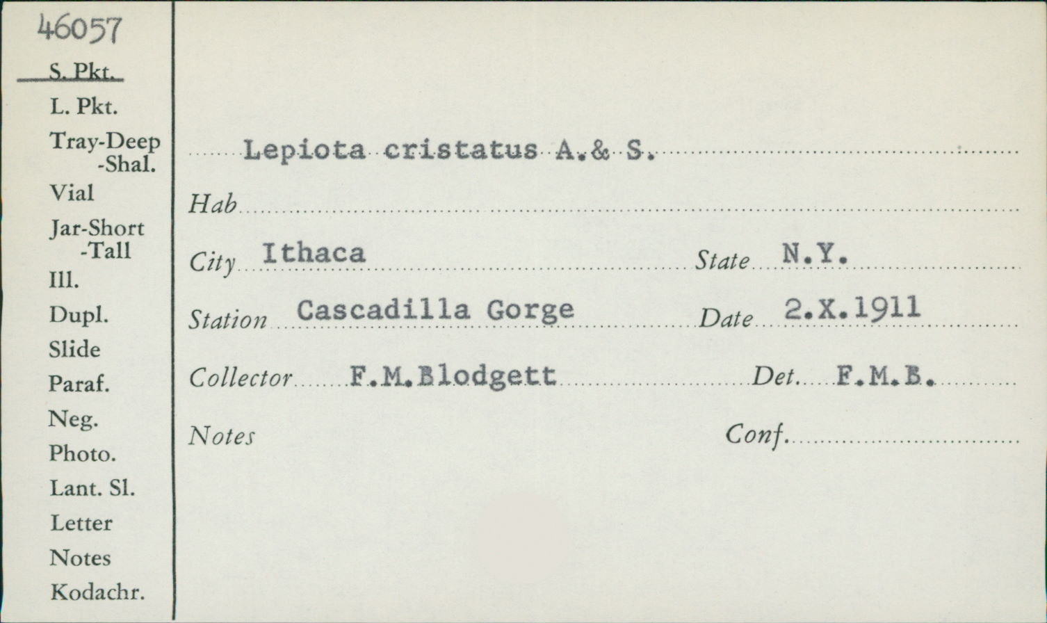 Lepiota cristatula image