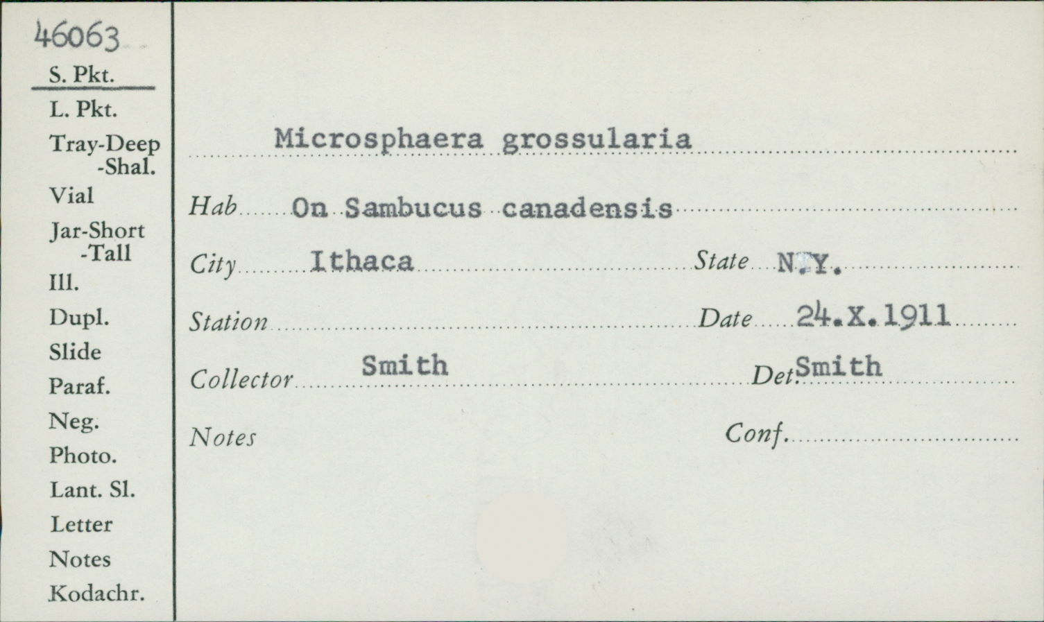 Microsphaera grossulariae image