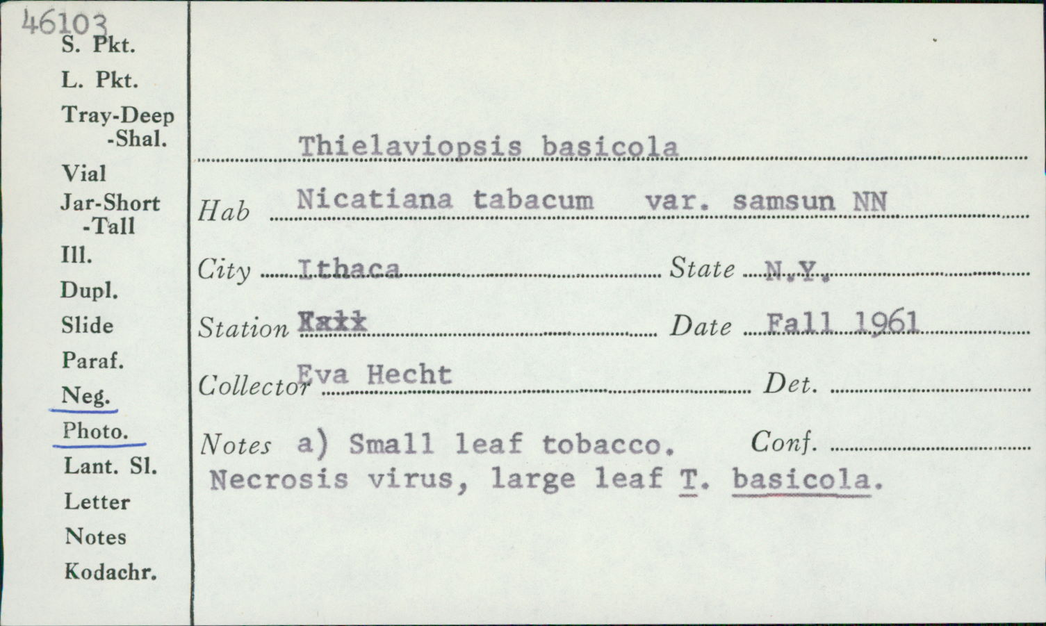 Thielaviopsis image