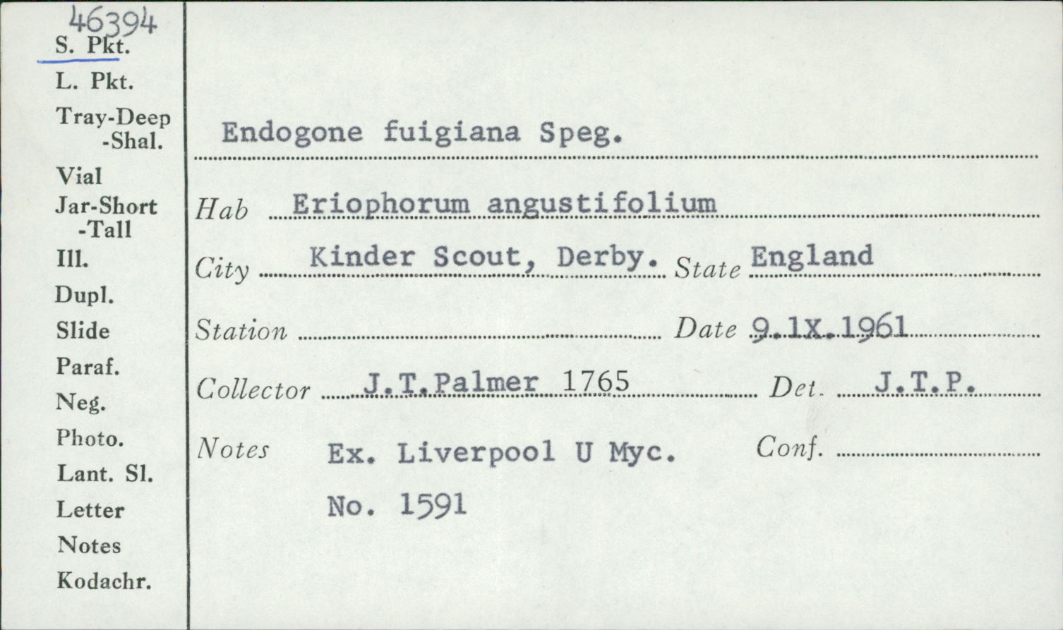 Glomus fuegianum image