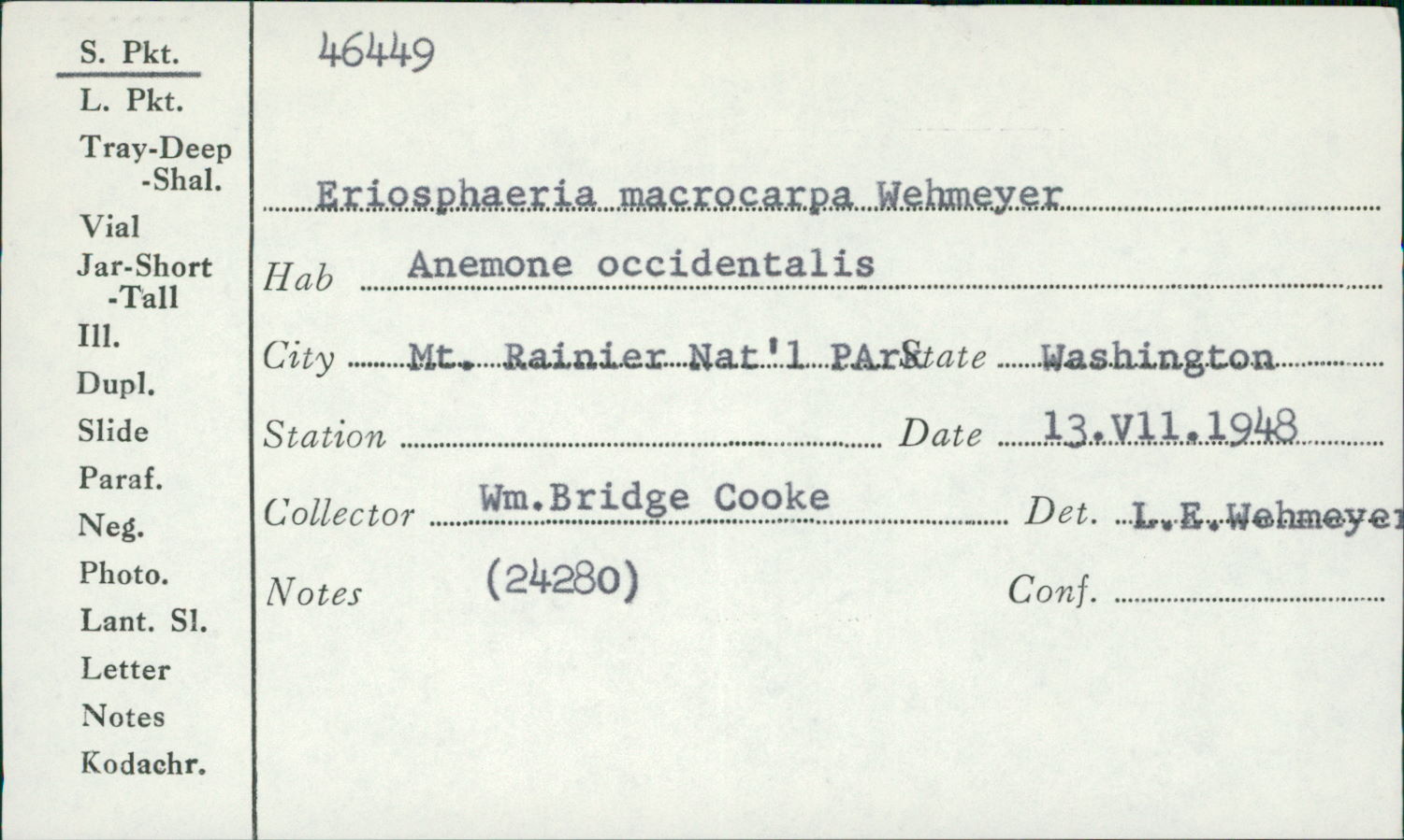 Eriosphaeria macrospora image