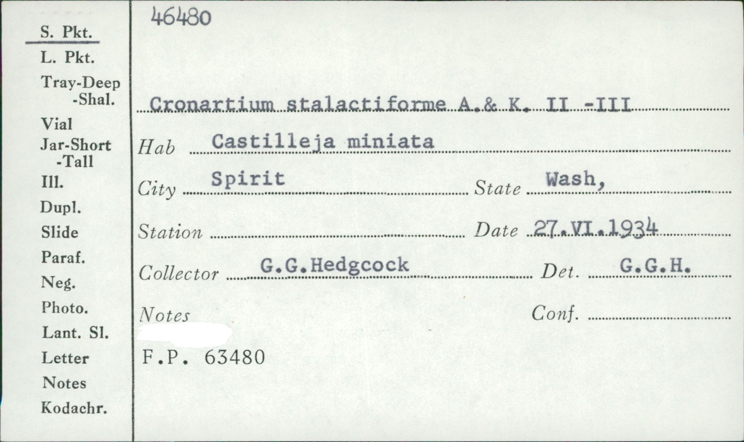 Cronartium coleosporioides image