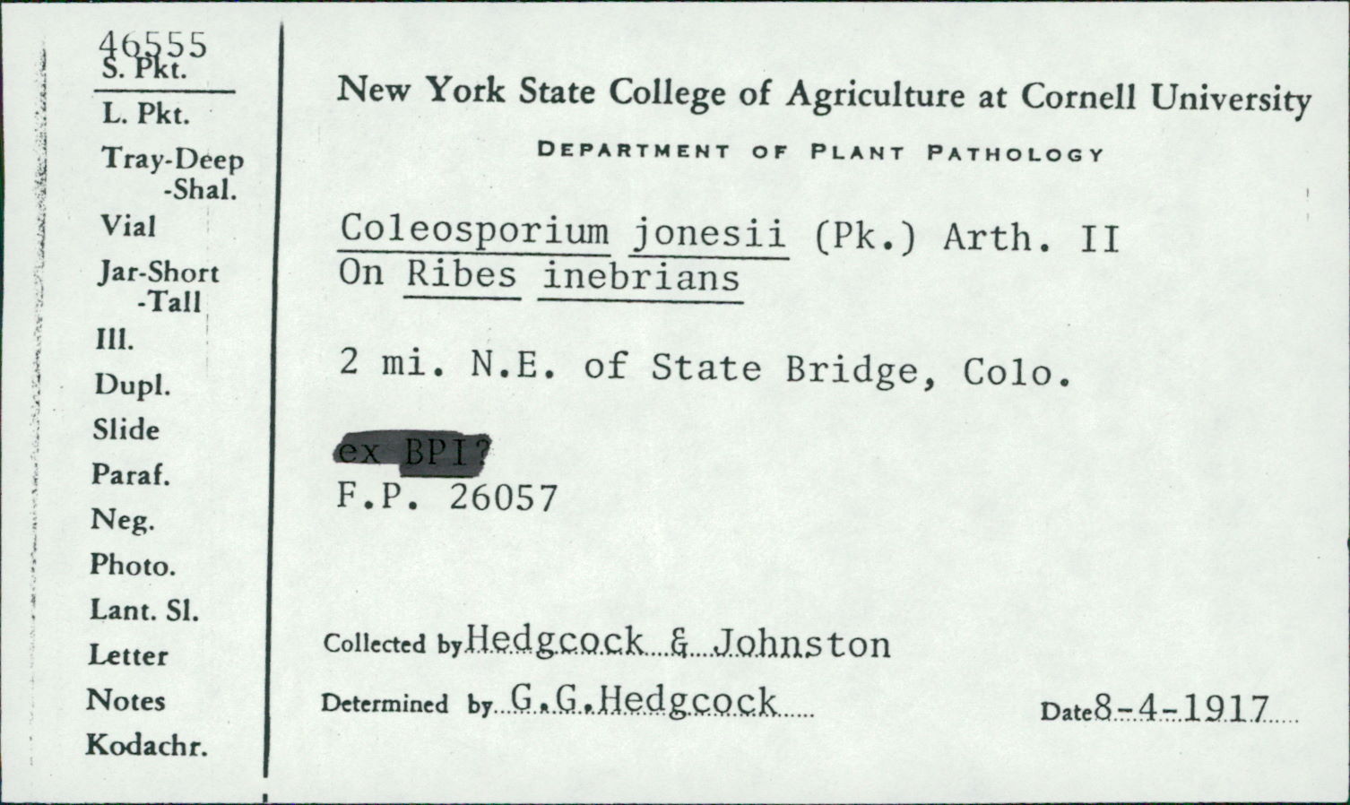 Coleosporium jonesii image