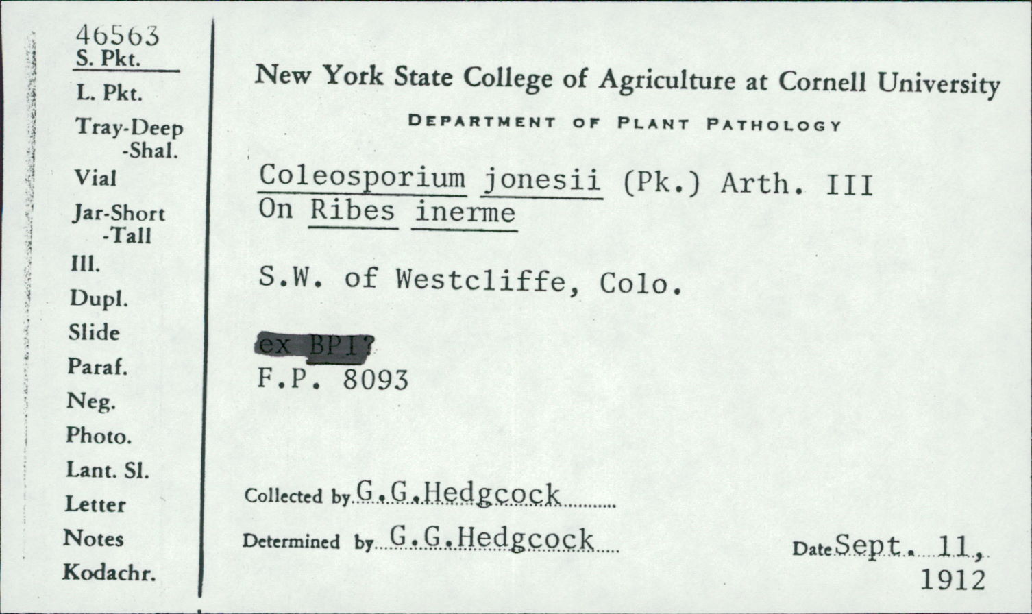 Coleosporium jonesii image