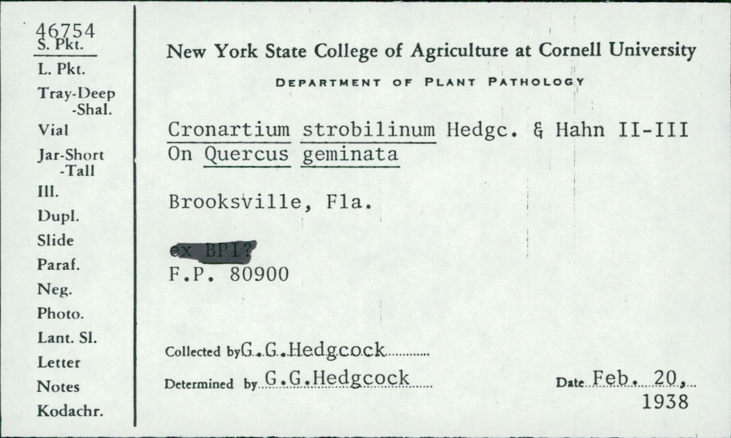 Cronartium strobilinum image