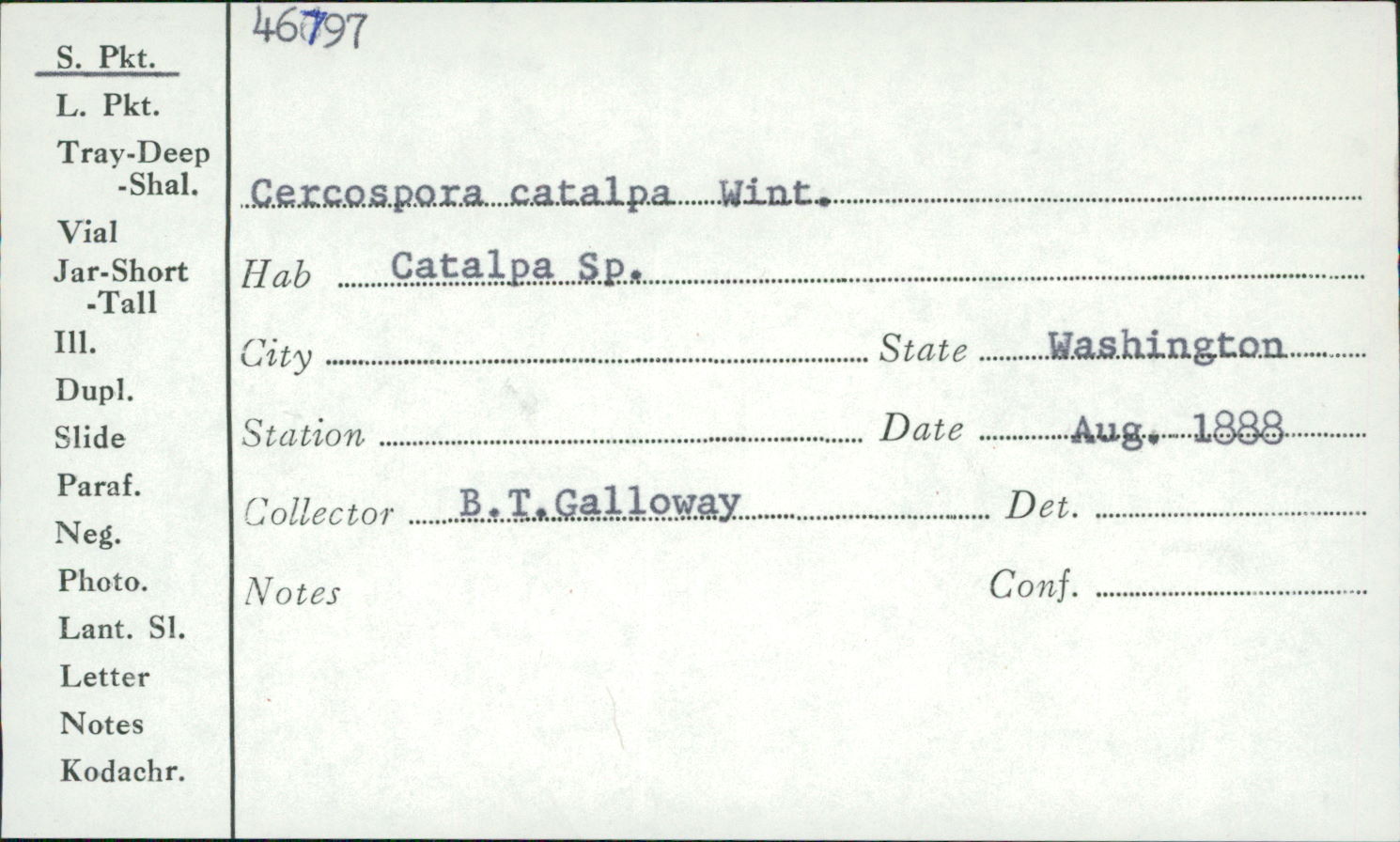 Cercospora catalpae image