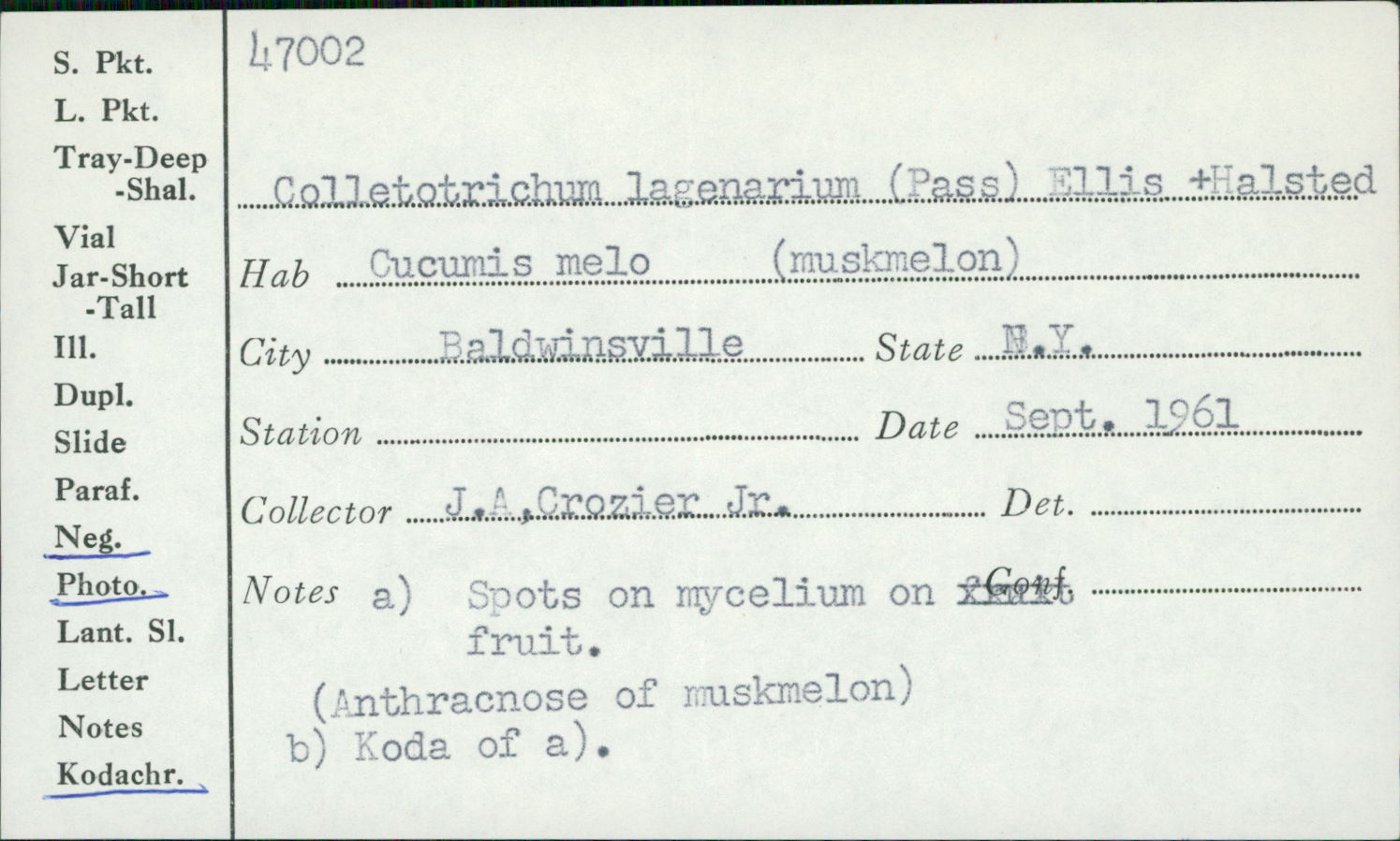 Mycelium image